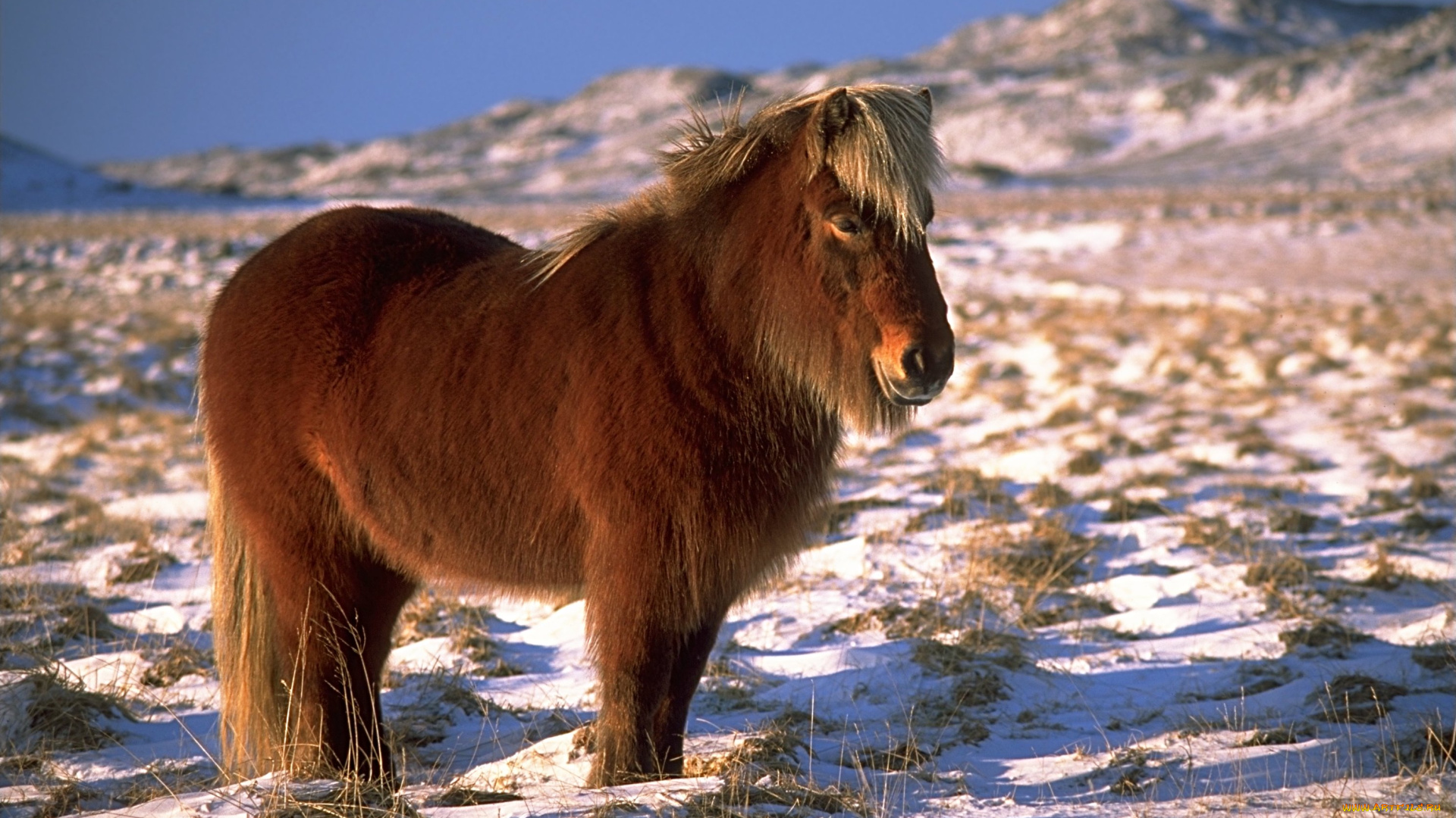 животные, лошади, лошадь, якутская