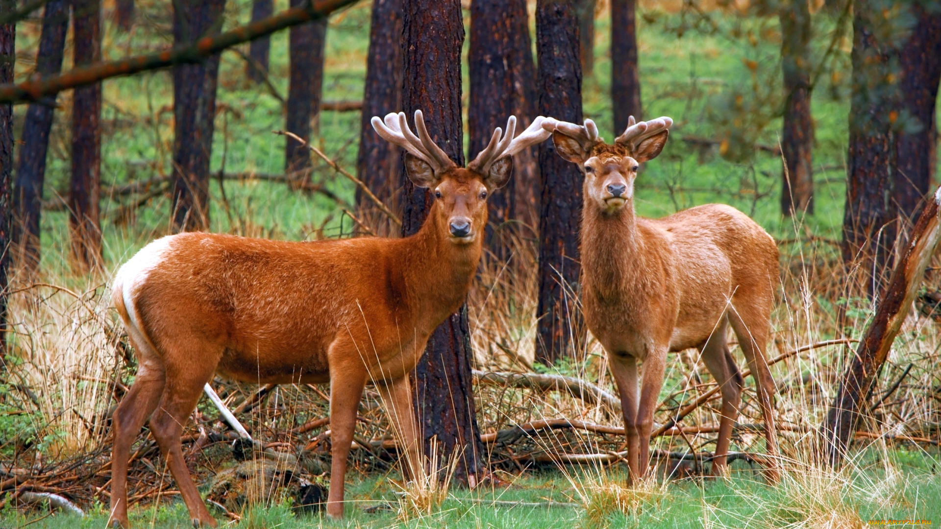 животные, олени, лес, олень