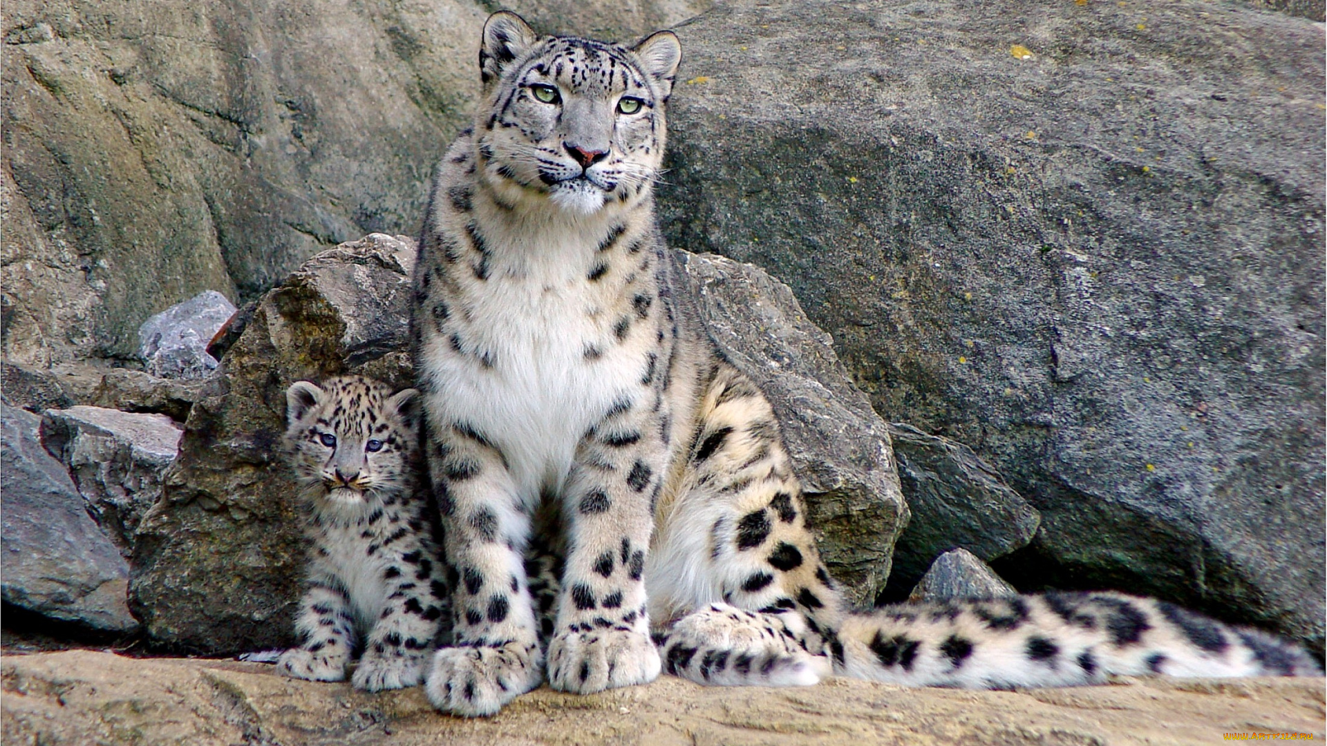 животные, снежный, барс, ирбис, пятна, мама, малыш