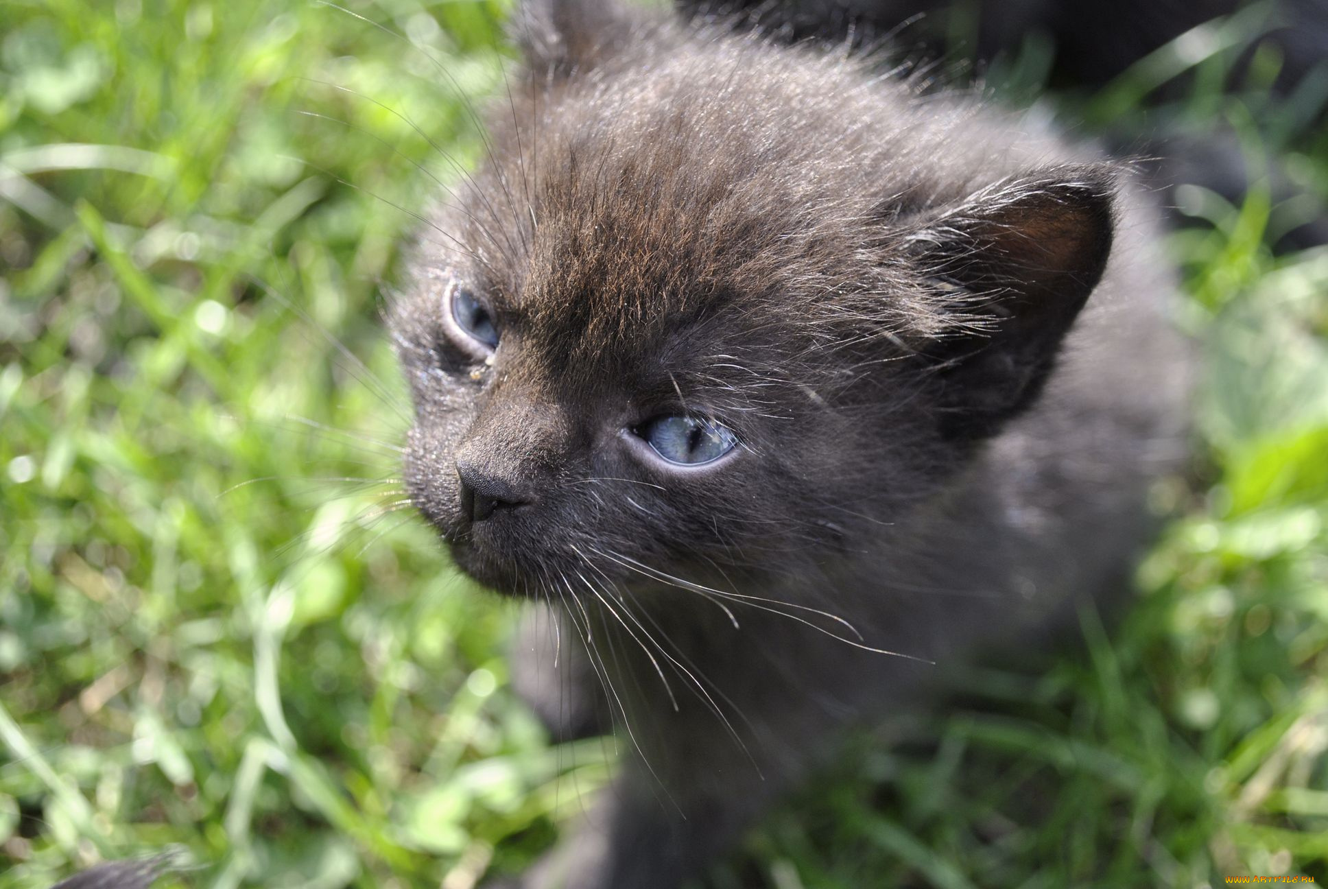 животные, коты, котенок