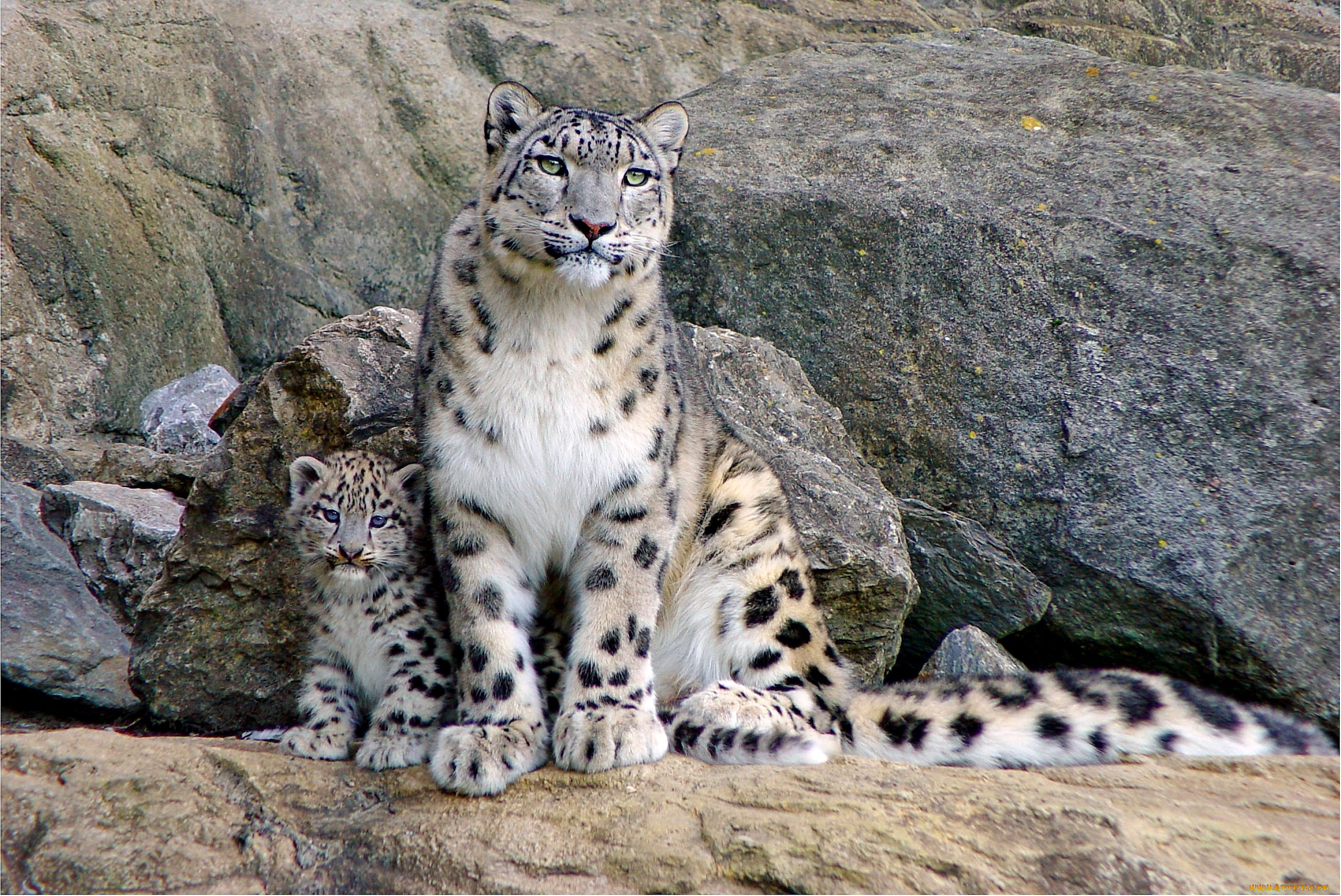 животные, снежный, барс, ирбис, пятна, мама, малыш