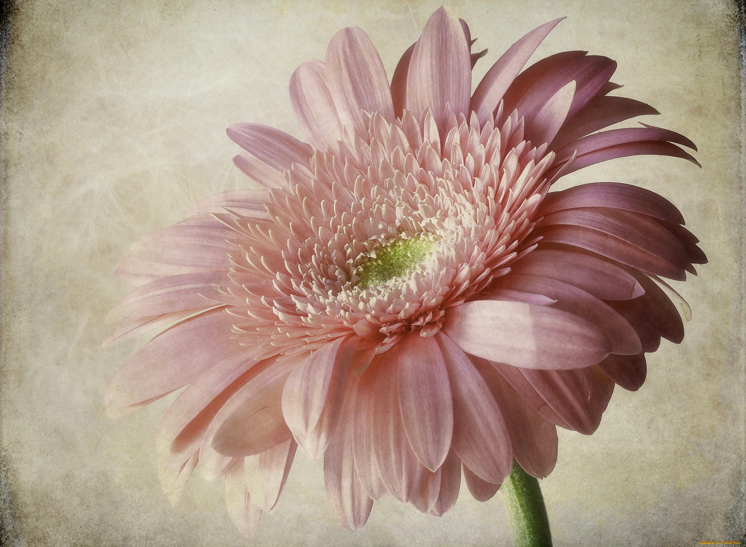 цветы, герберы, бледно-розовый, большой