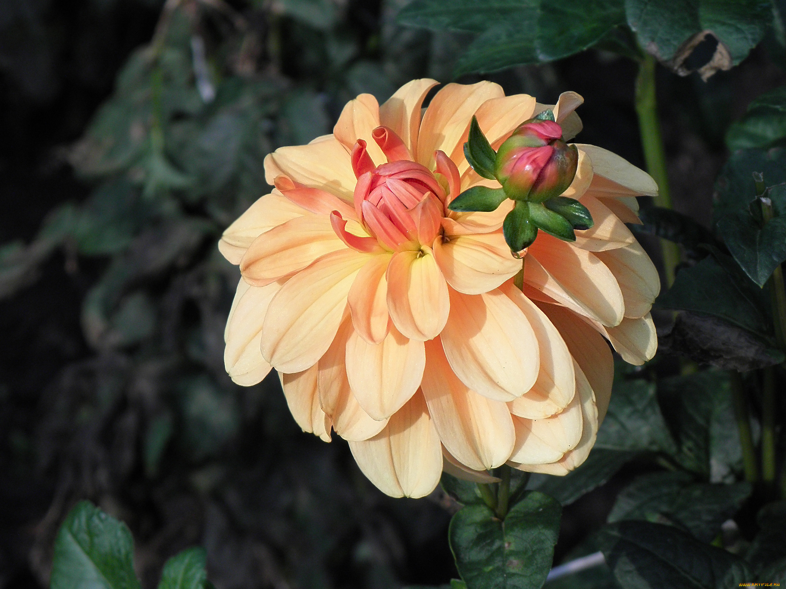 цветы, георгины, бутон