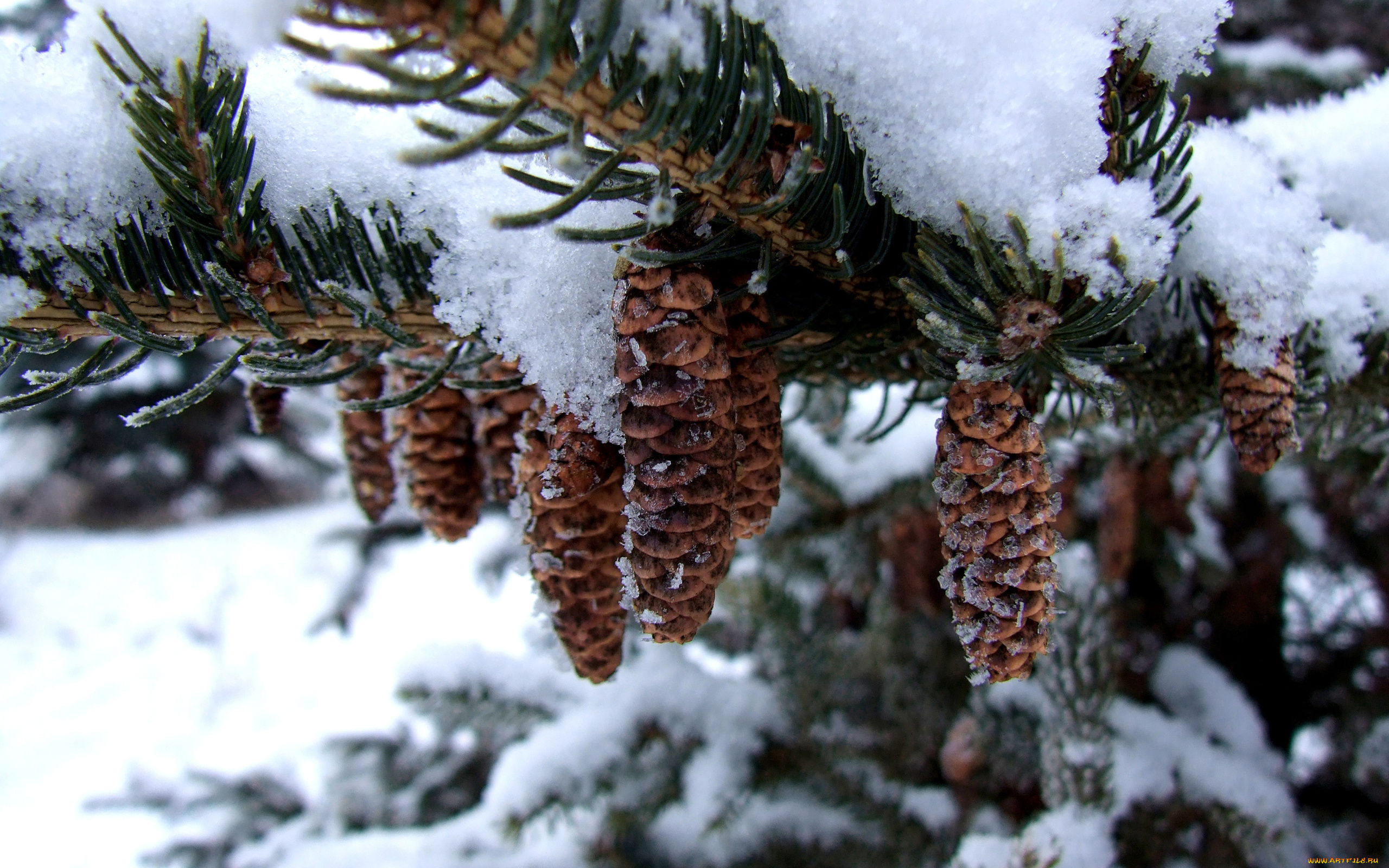 природа, шишки, жёлуди, каштаны