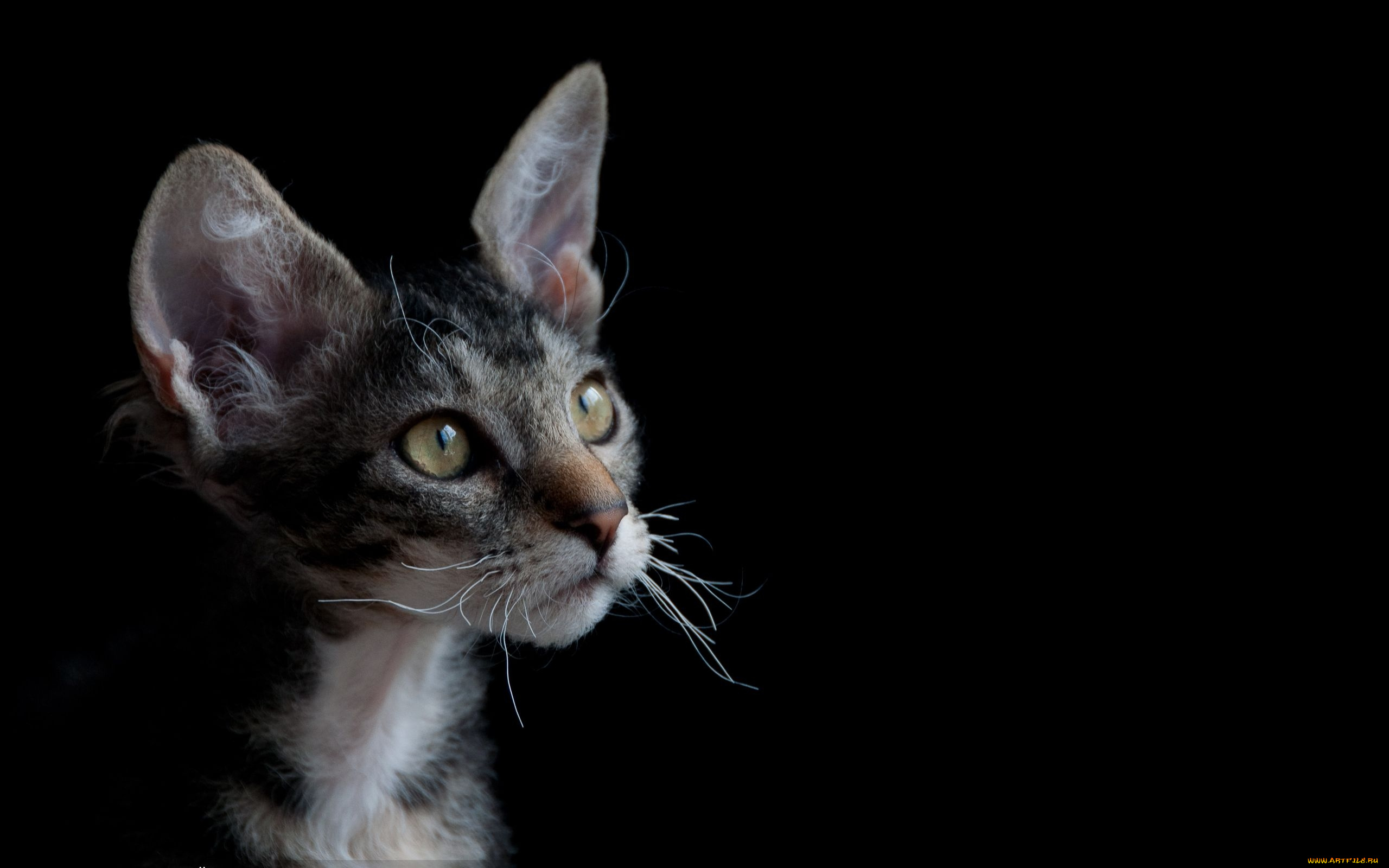 животные, коты, cat, уши