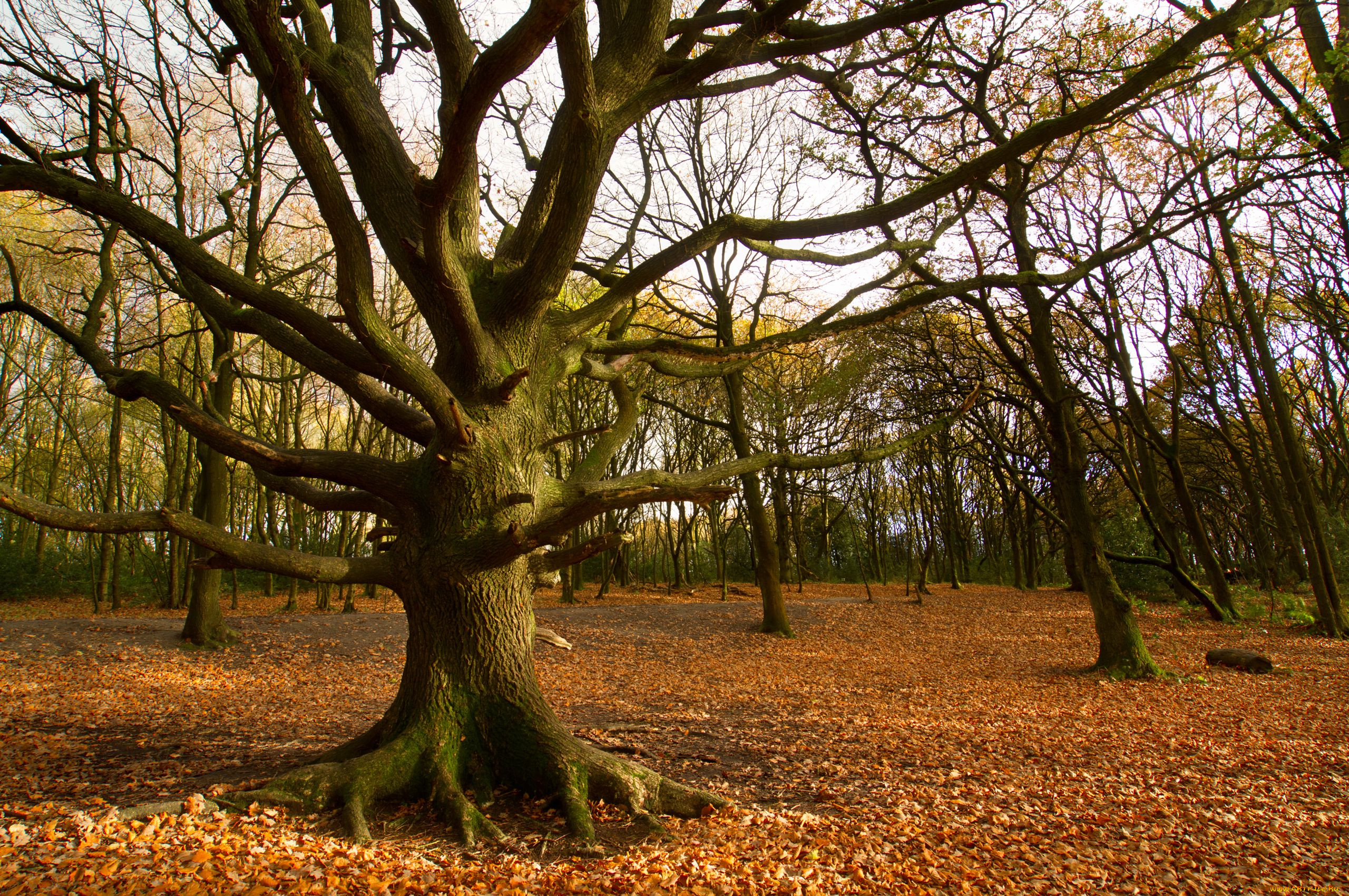 природа, деревья, осень, листья