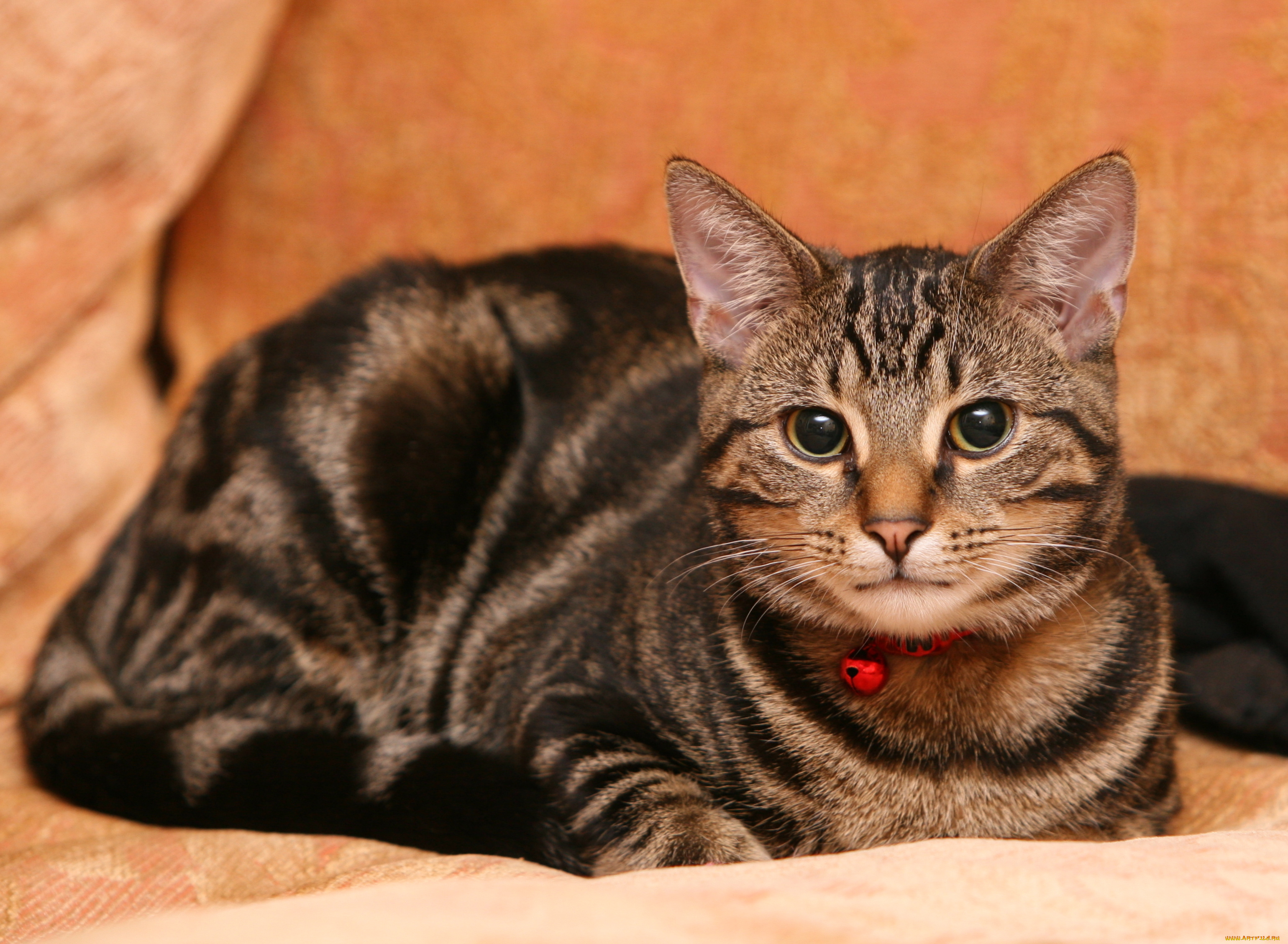 животные, коты, cat