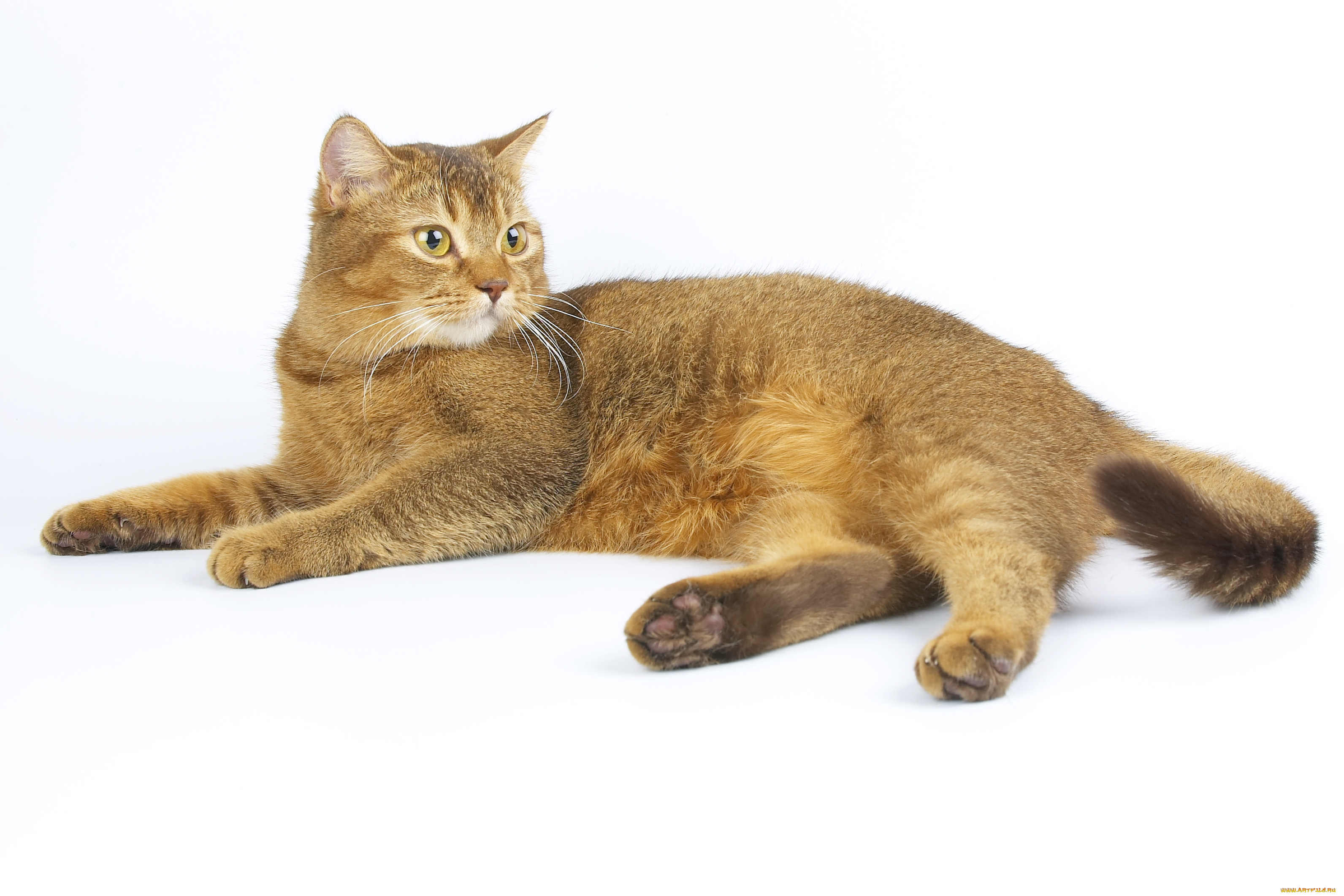 животные, коты, кот, кошка