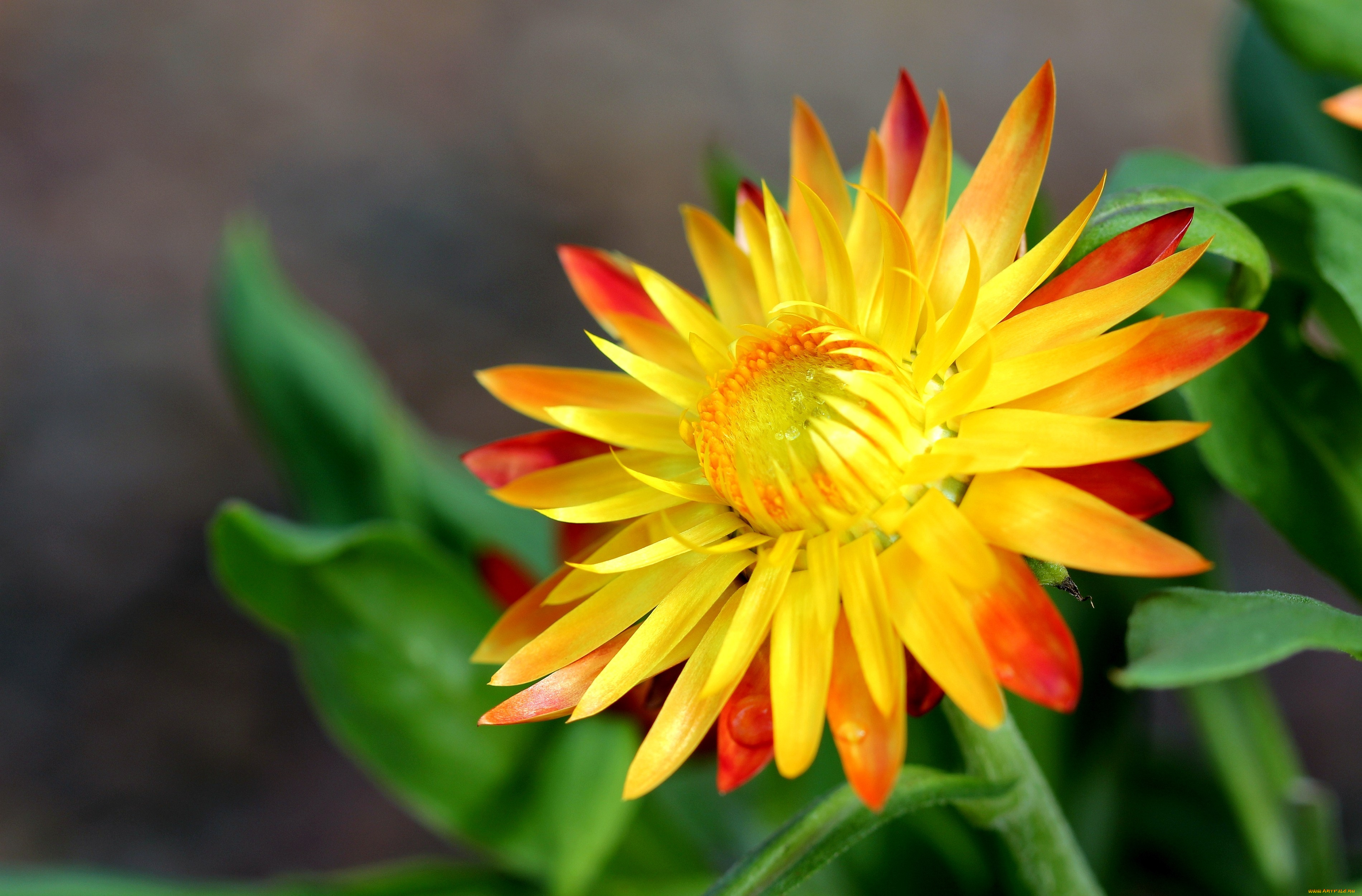 бессмертник, цветы, желтый