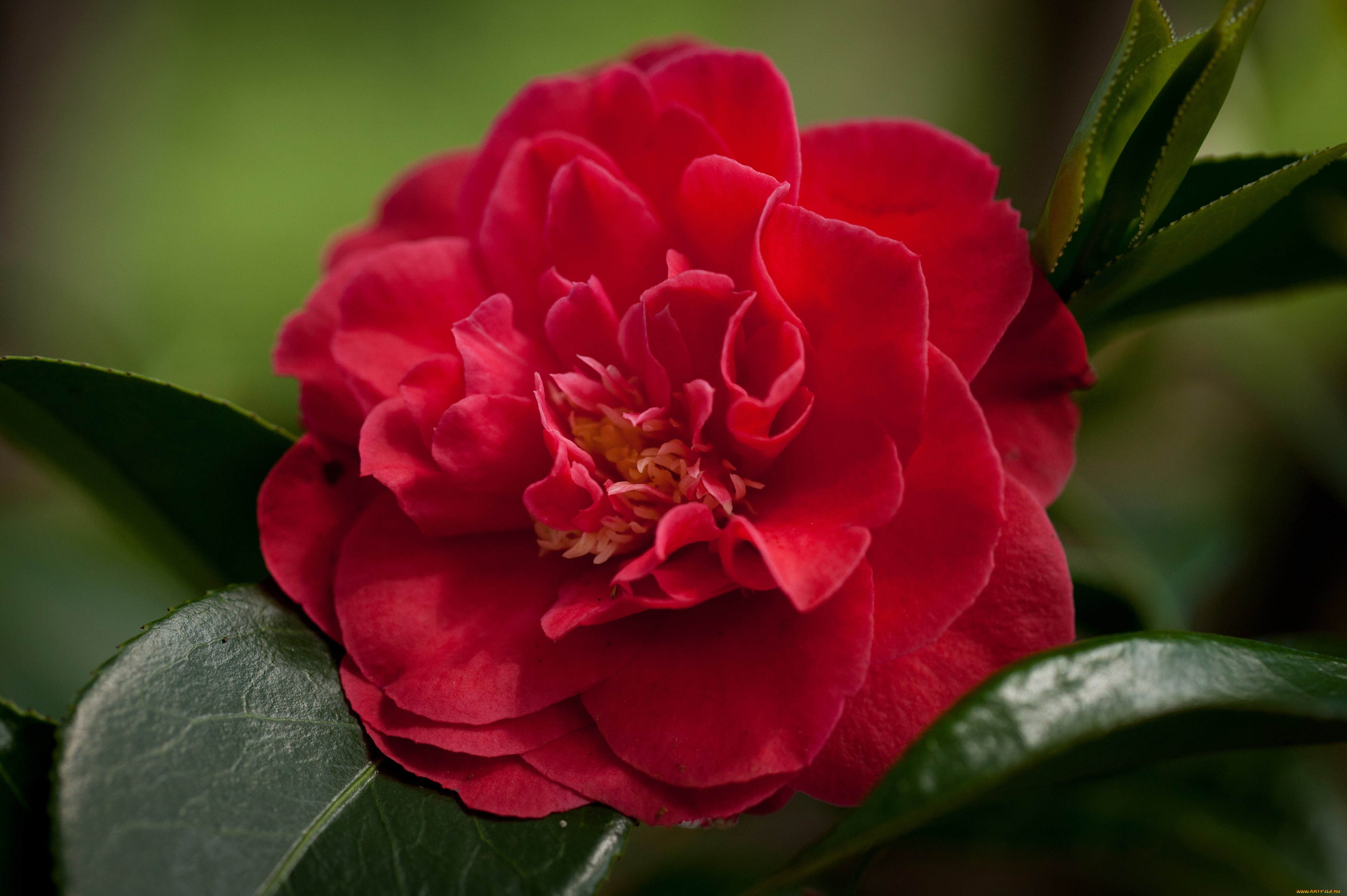 камелия, цветы, камелии, большой, красный