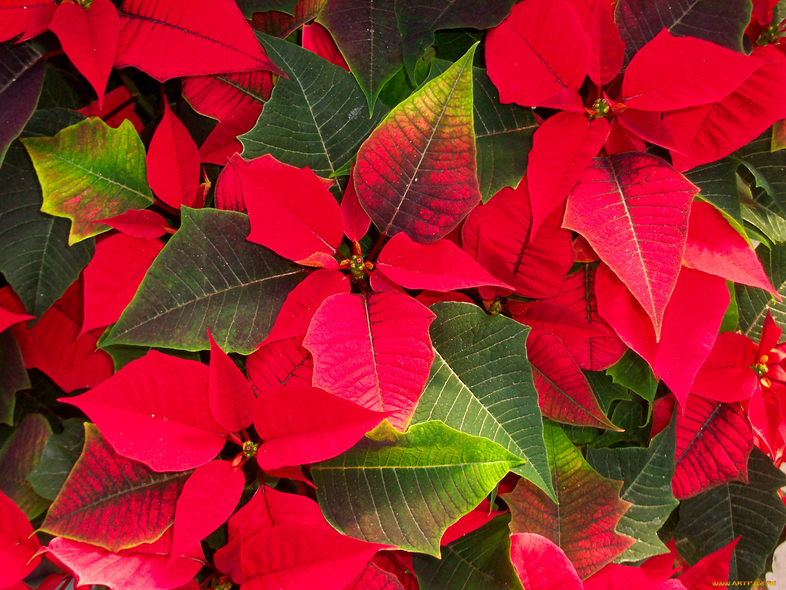 цветы, пуансеттия, лепестки