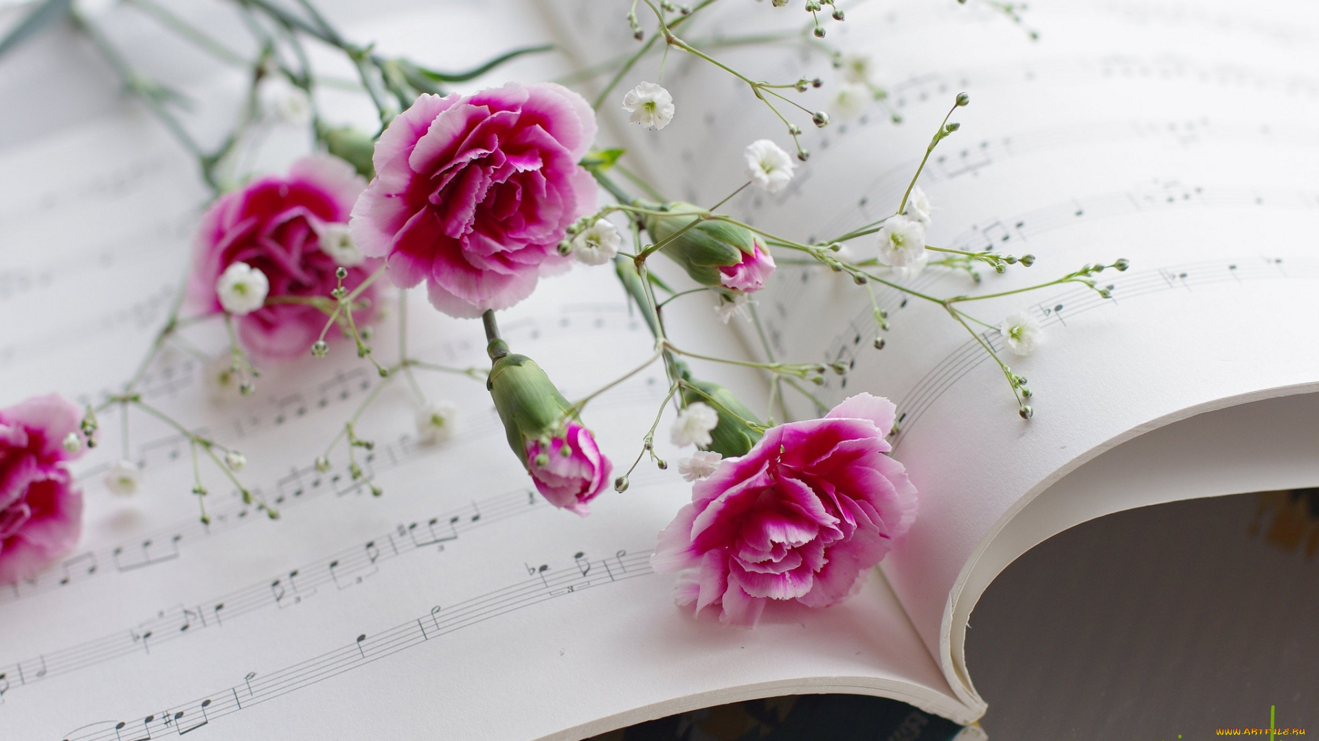 цветы, гвоздики, розовый, нотная, тетрадь
