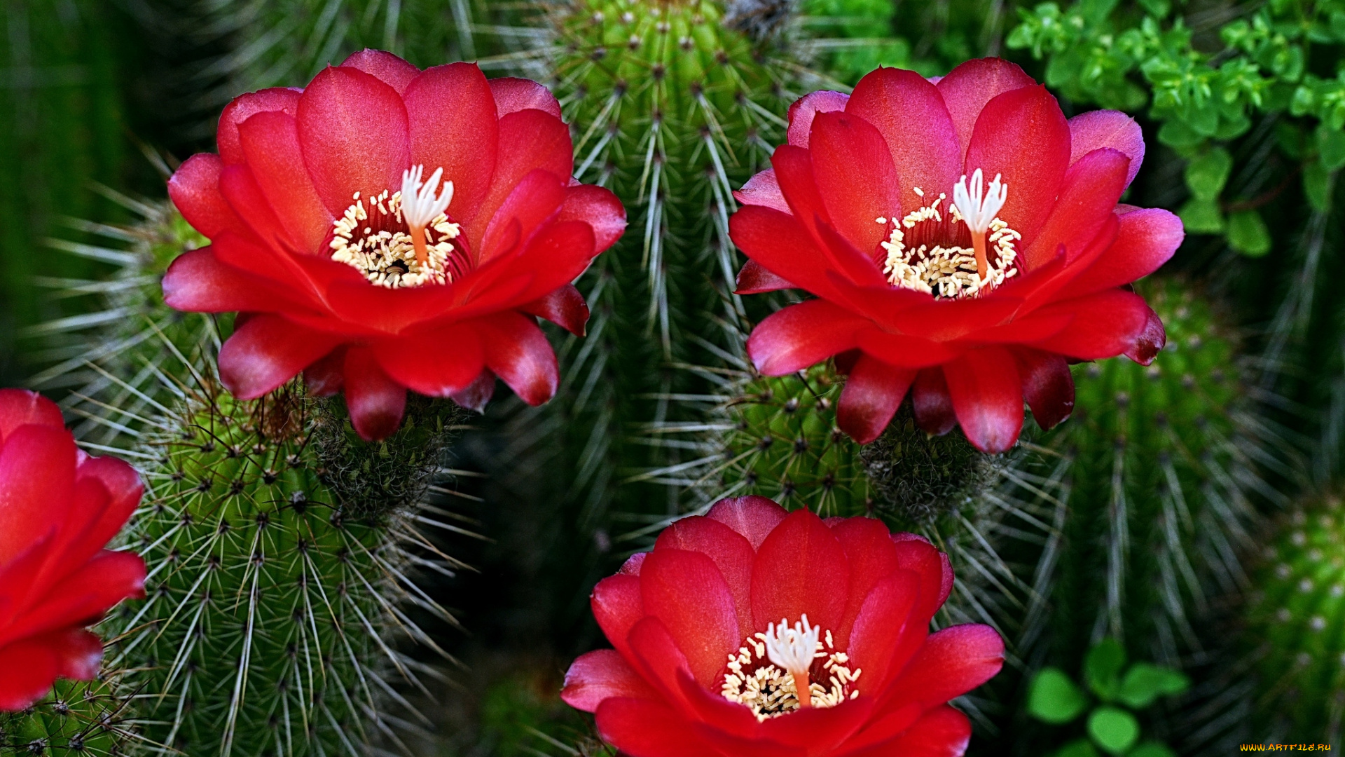 цветы, кактусы, колючки, красный