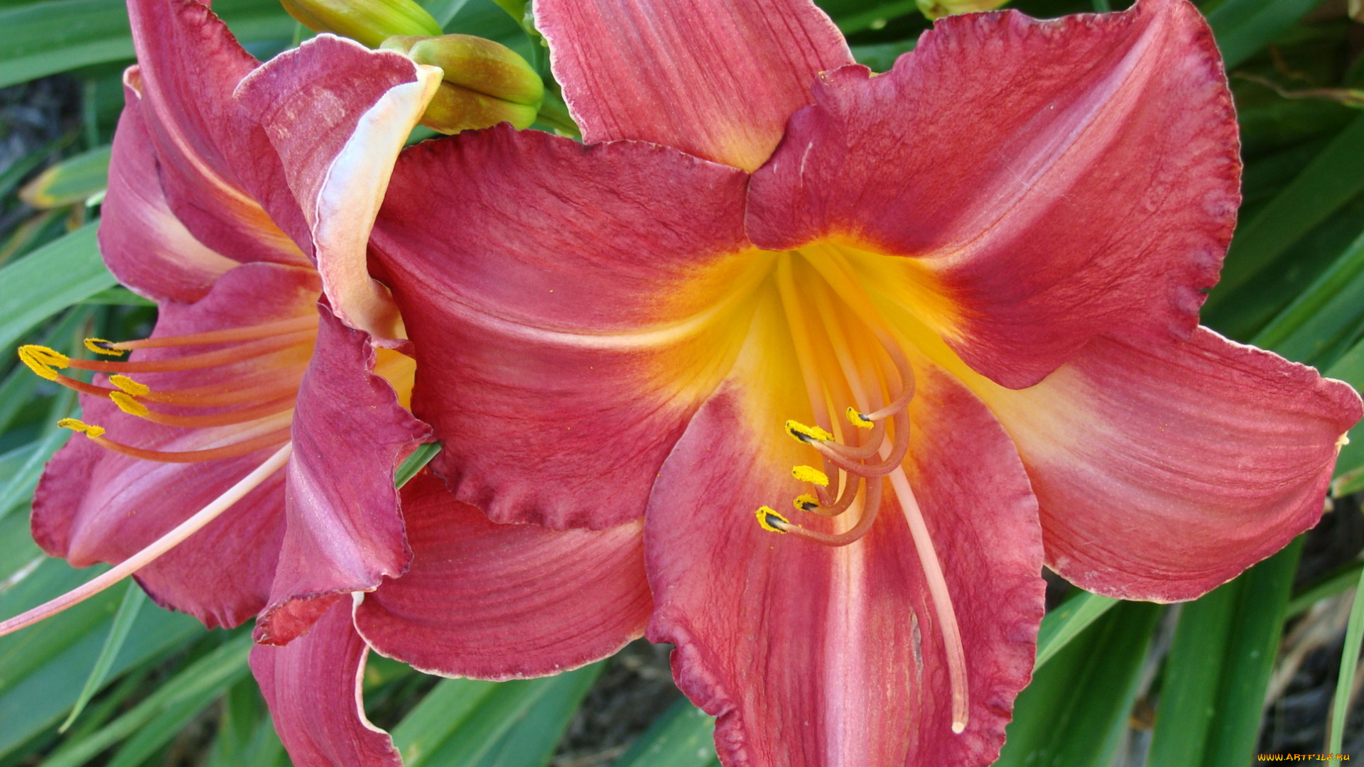 цветы, лилии, лилейники, лепестки