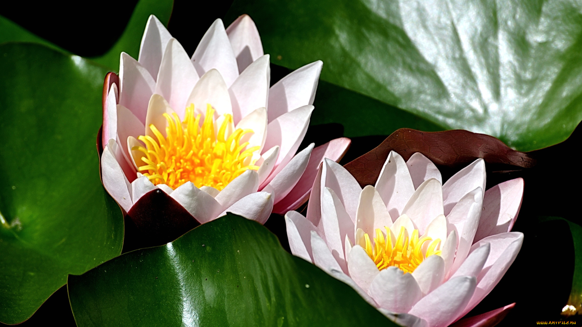 цветы, лилии, водяные, нимфеи, кувшинки, бледно-розовый, пара