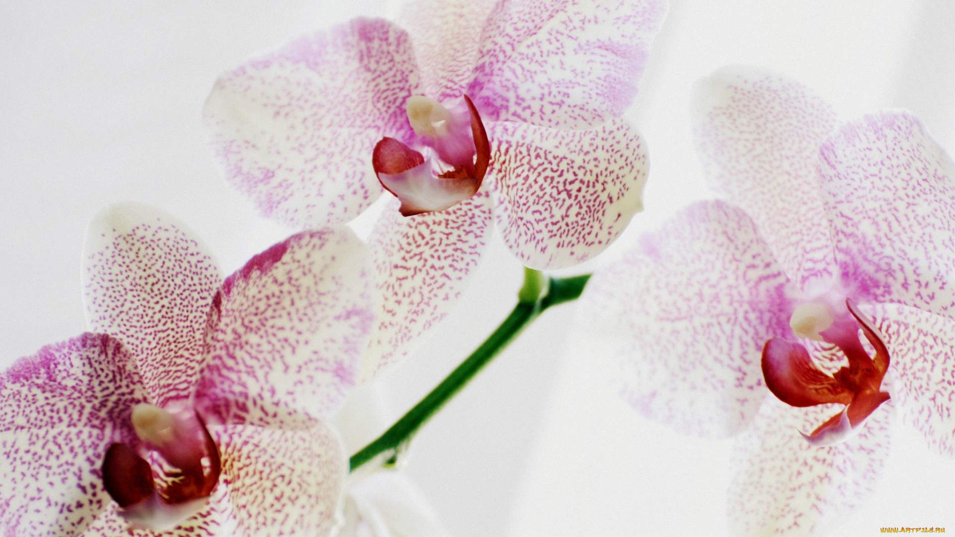 цветы, орхидеи, пестрый, макро