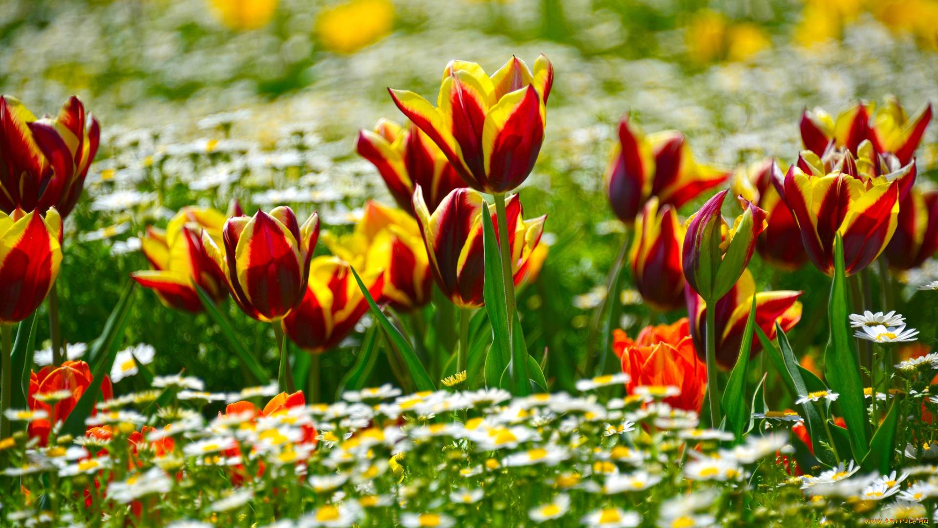 цветы, разные, вместе, ромашки, тюльпаны