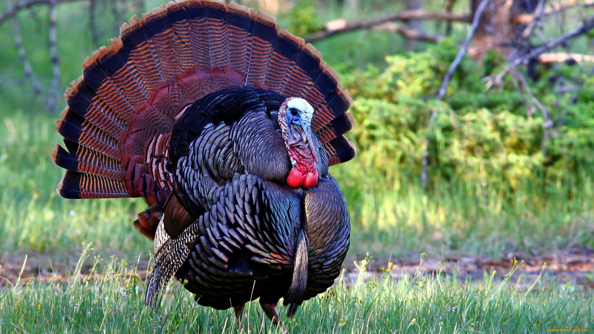 животные, индюки, хвост, яркий