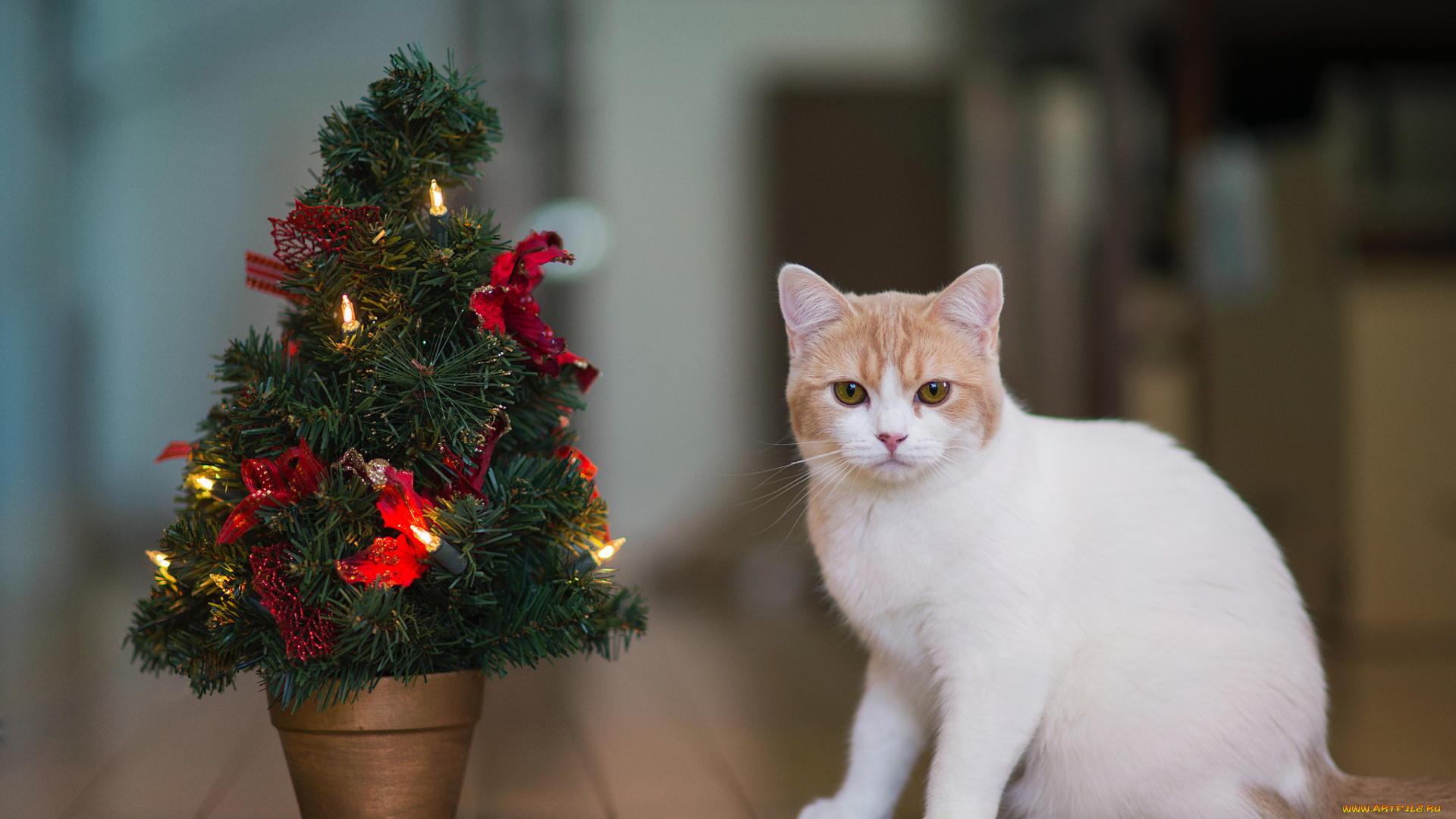 животные, коты, benjamin, torode, ёлка, hannah