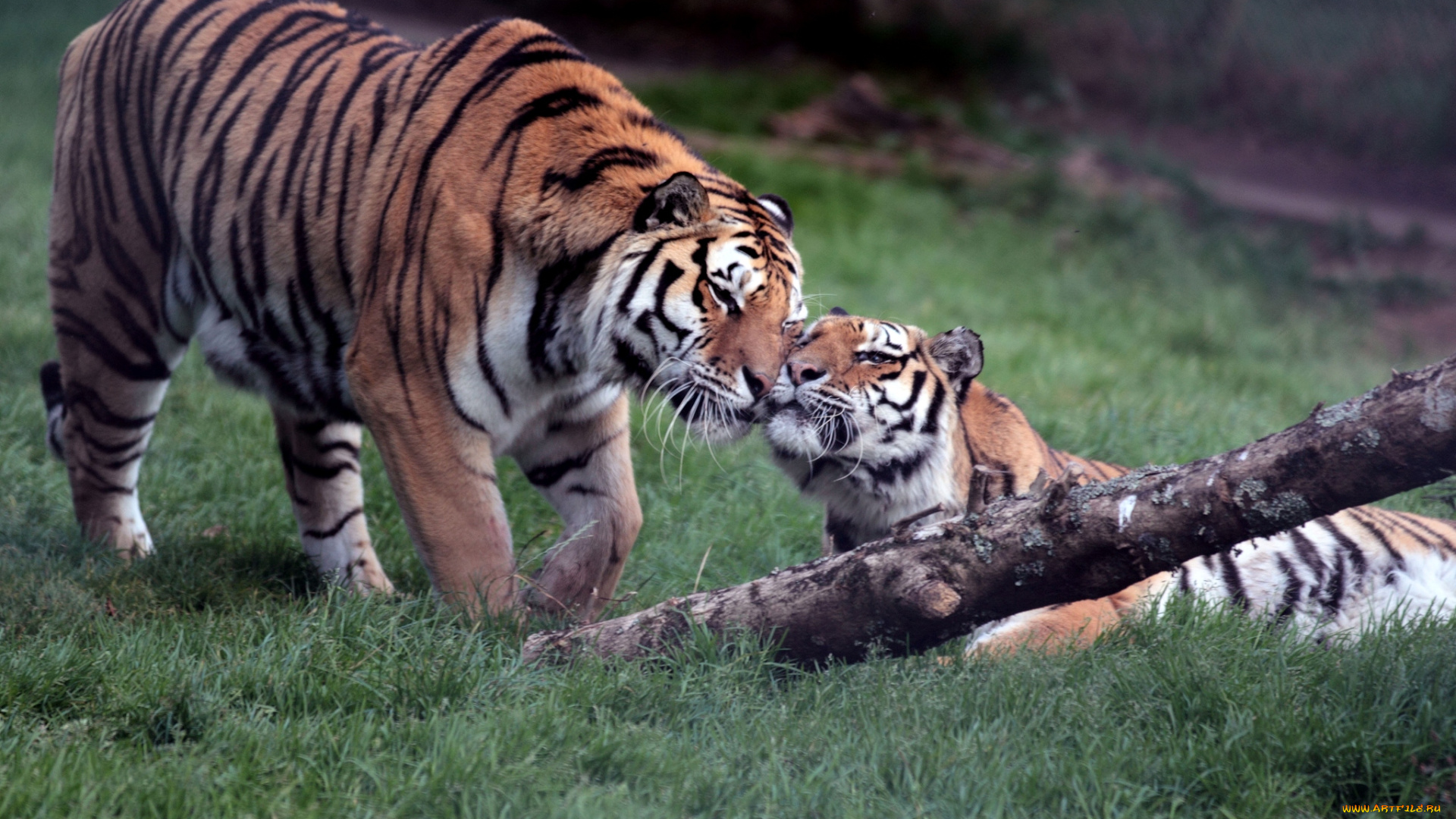 животные, тигры, чувства, пара