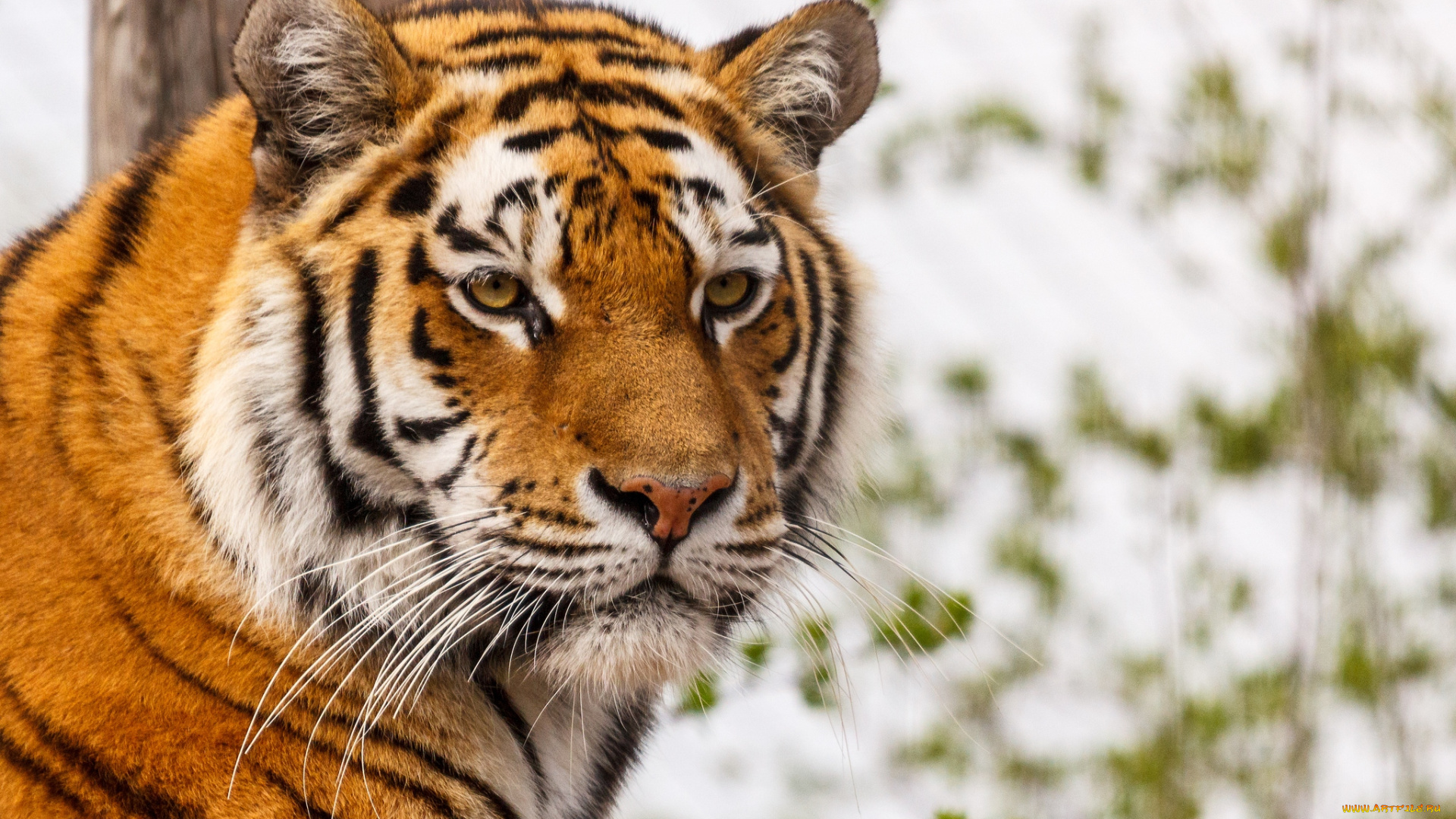 животные, тигры, серьезный, портрет