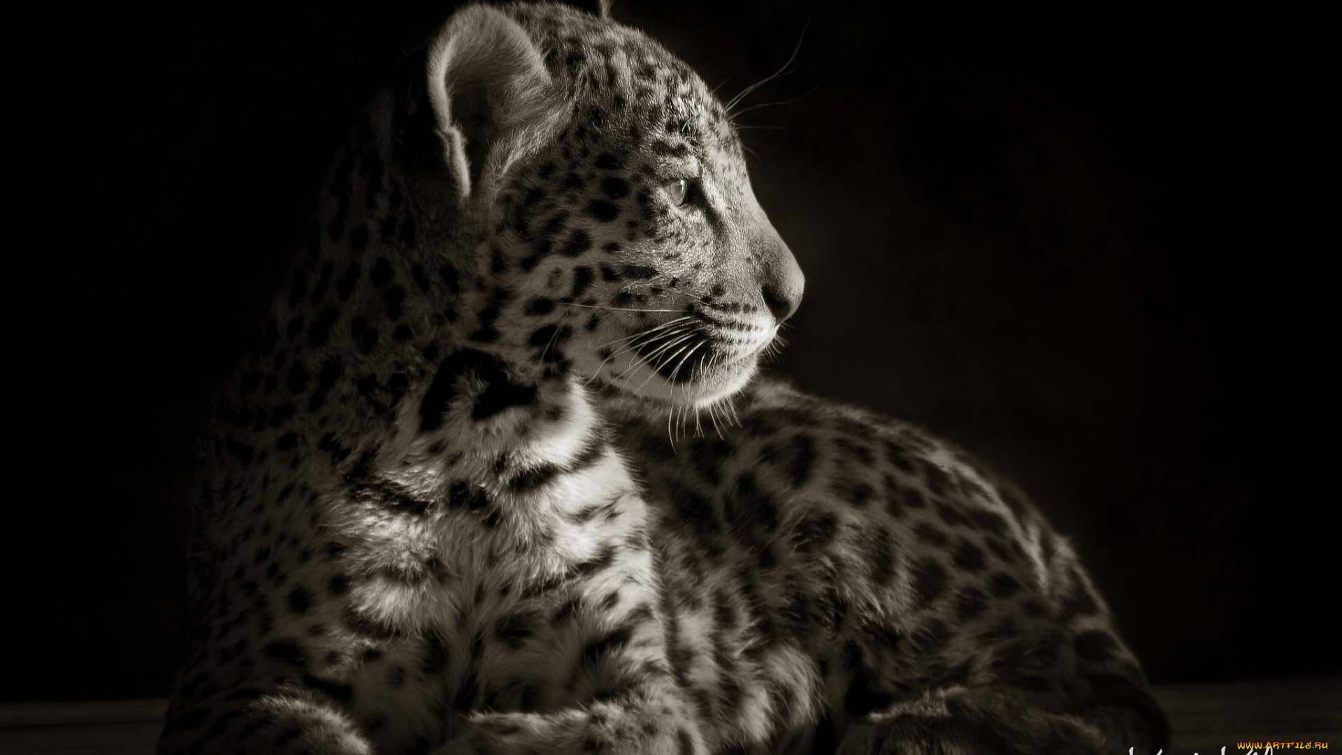 животные, Ягуары, красавчик, малыш