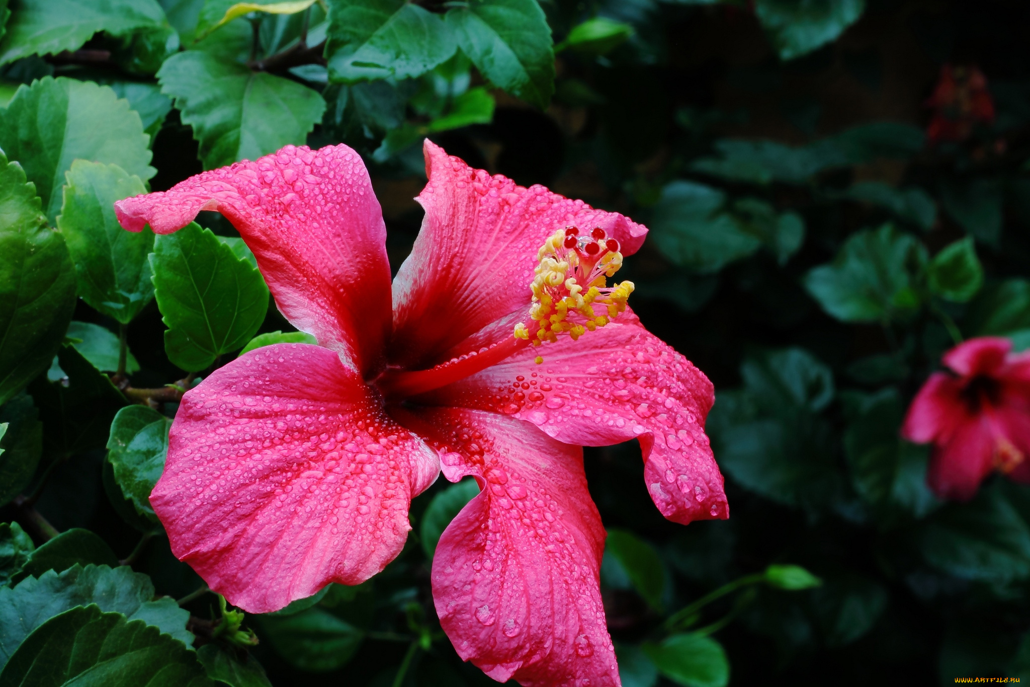 цветы, гибискусы, капли, розовый, макро