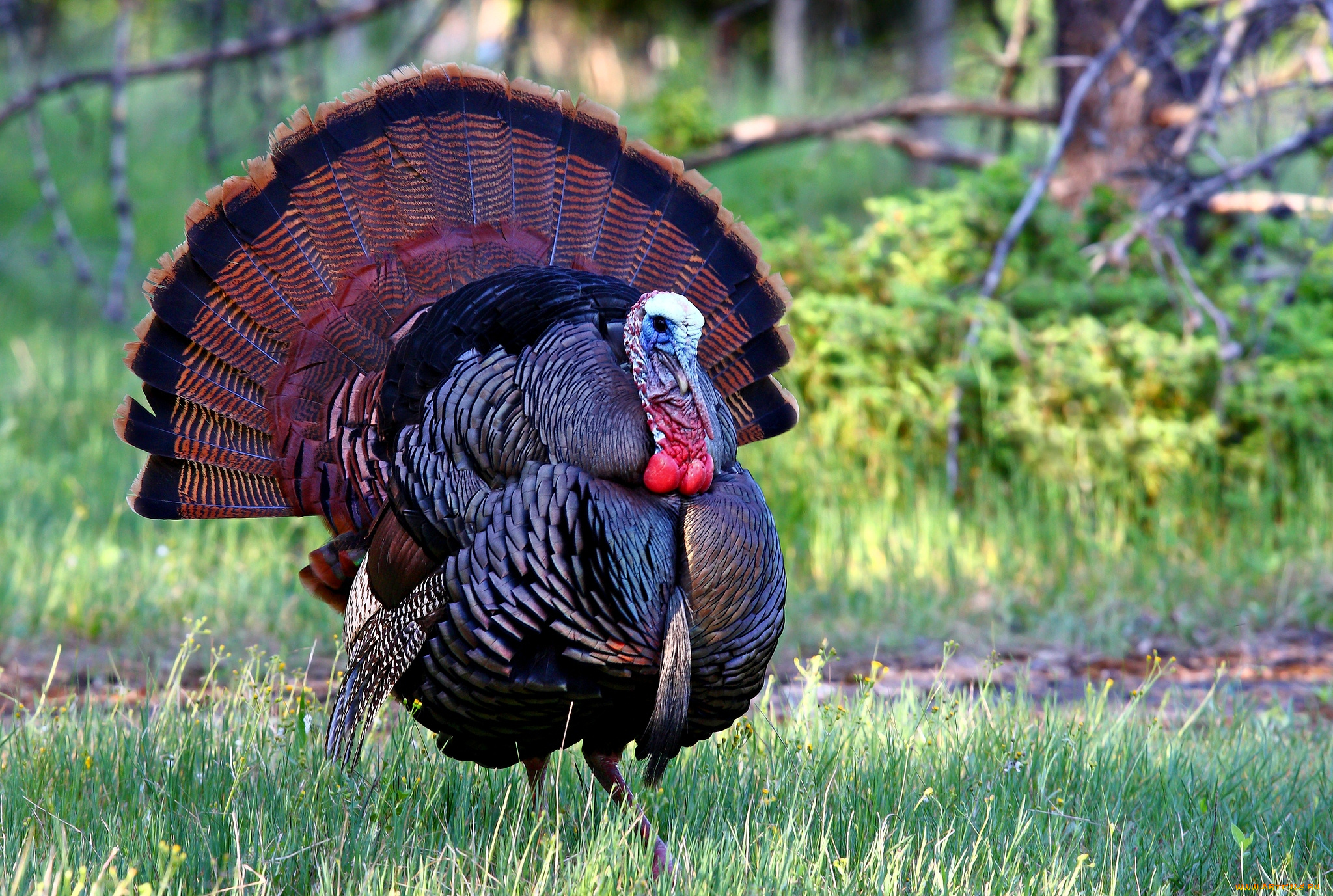 животные, индюки, хвост, яркий