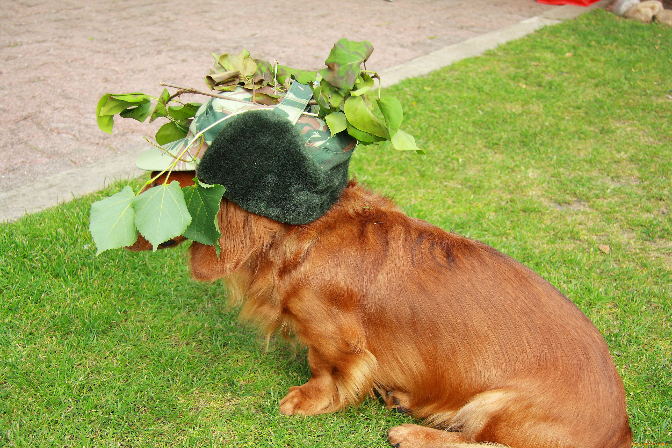 животные, собаки, собака