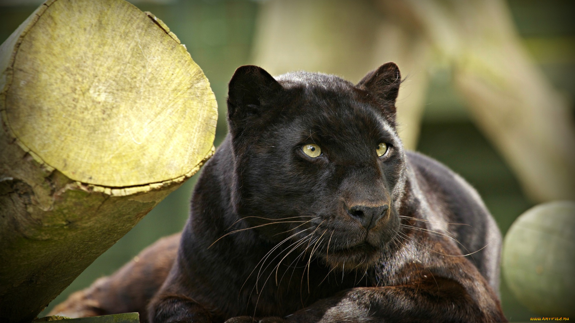 ©, ania, jones, животные, пантеры, отдых, морда, черный, леопард