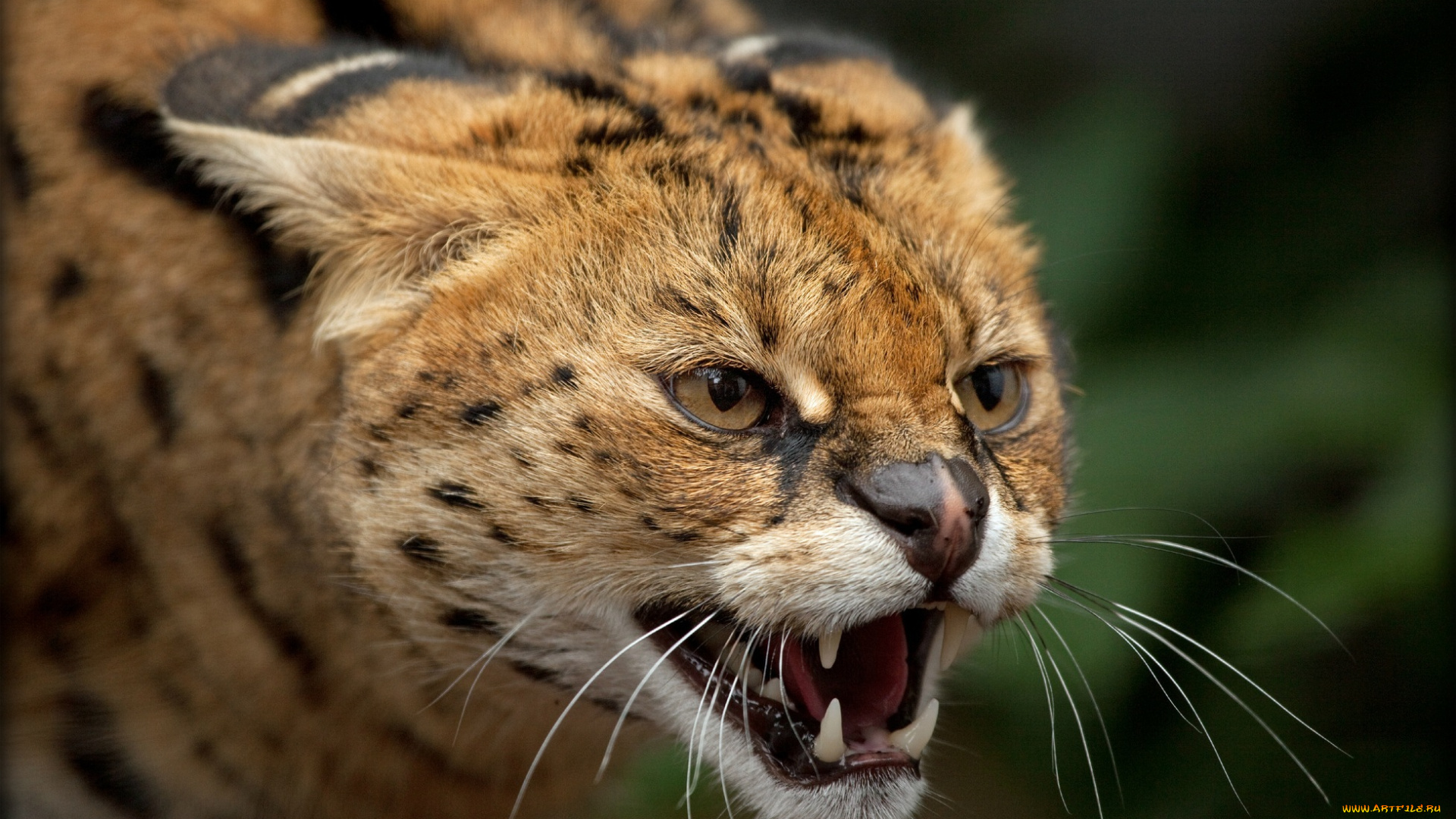 ©, ania, jones, животные, сервалы, клыки, оскал, кустарниковая, кошка, морда, злость