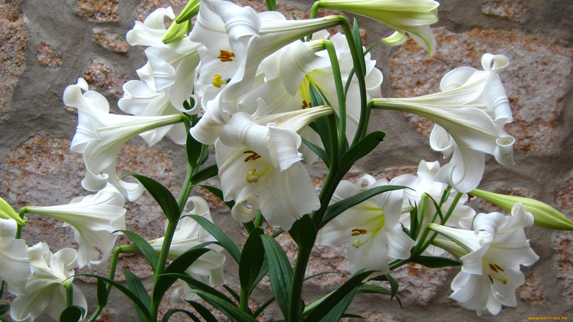 цветы, лилии, , лилейники