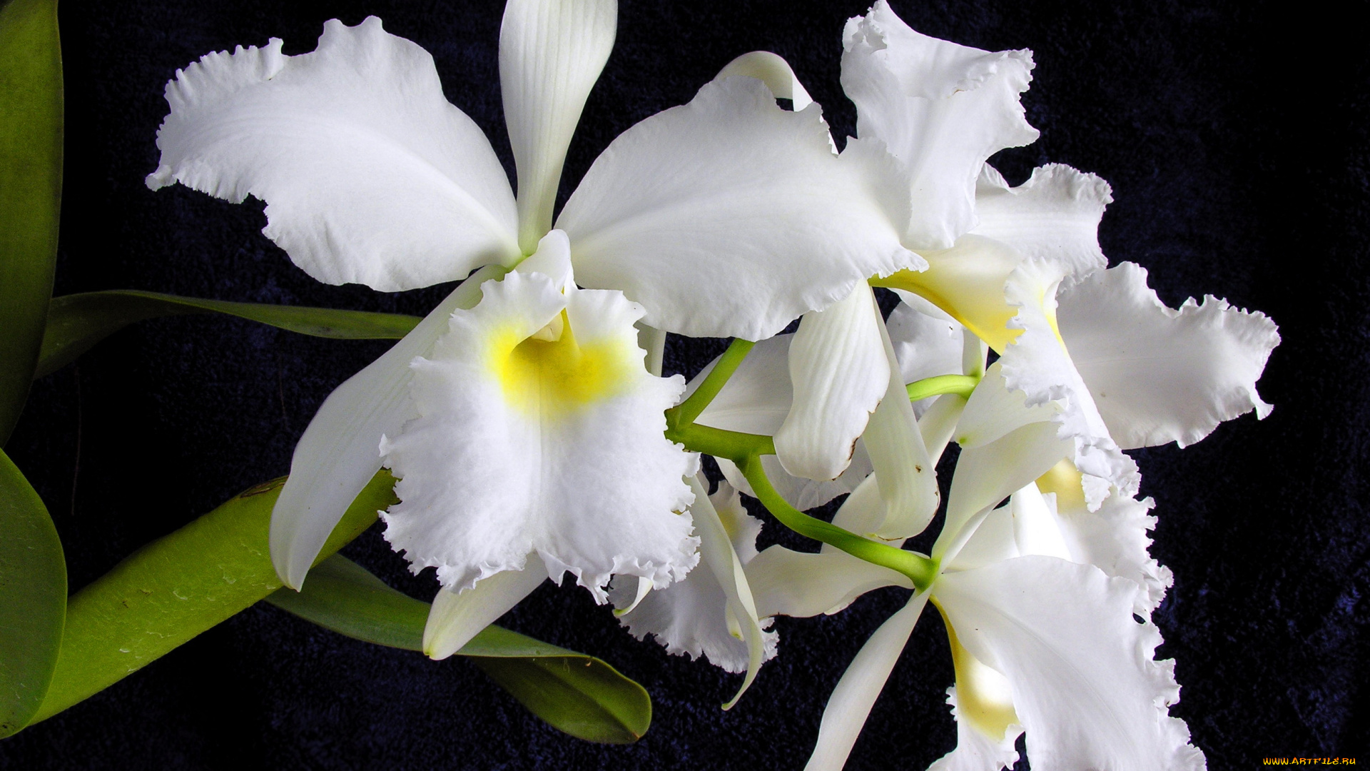 цветы, орхидеи