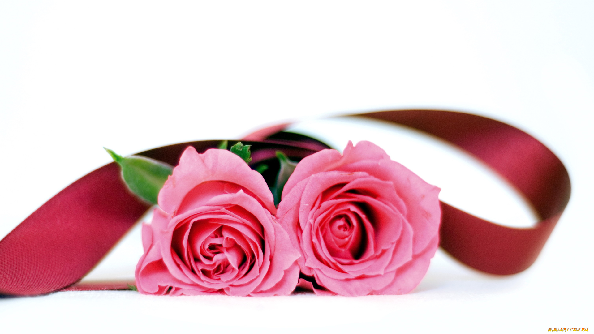 цветы, розы, дуэт, лента, розовый