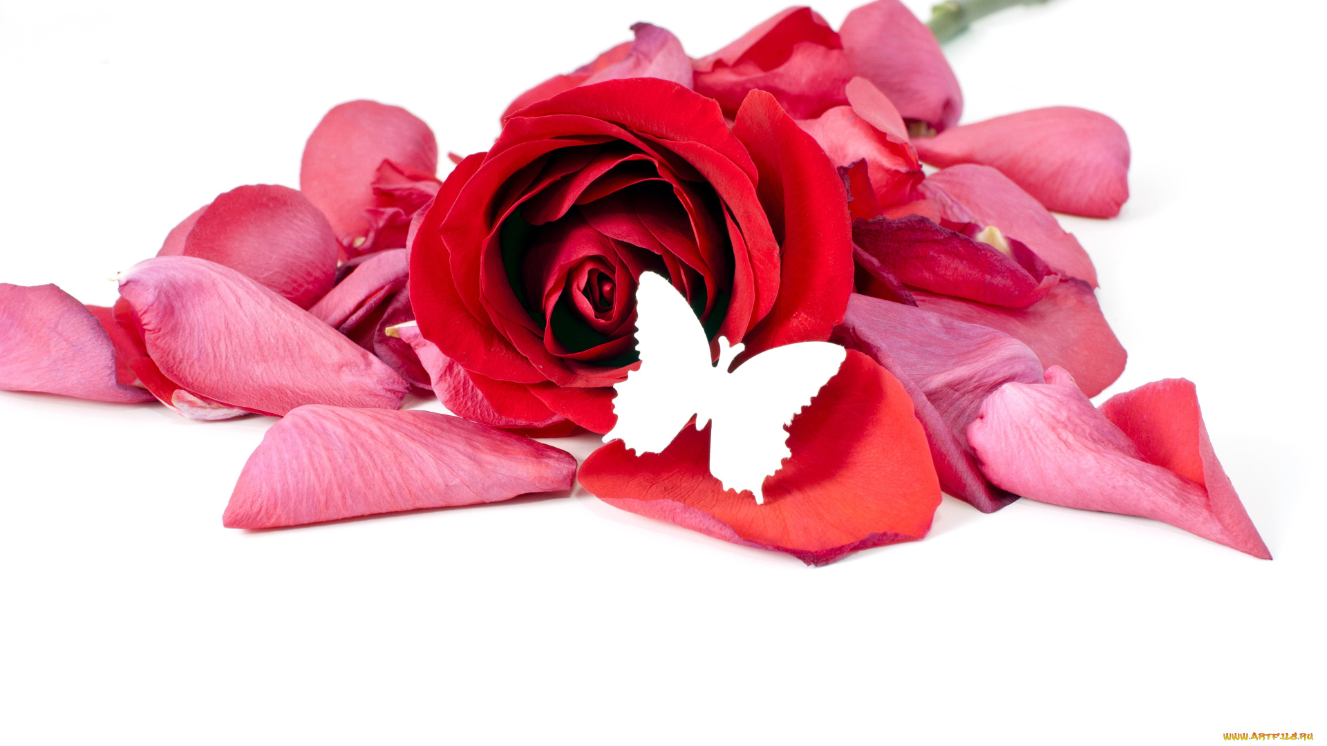 цветы, розы, лепестки, бабочка, розовый, алый