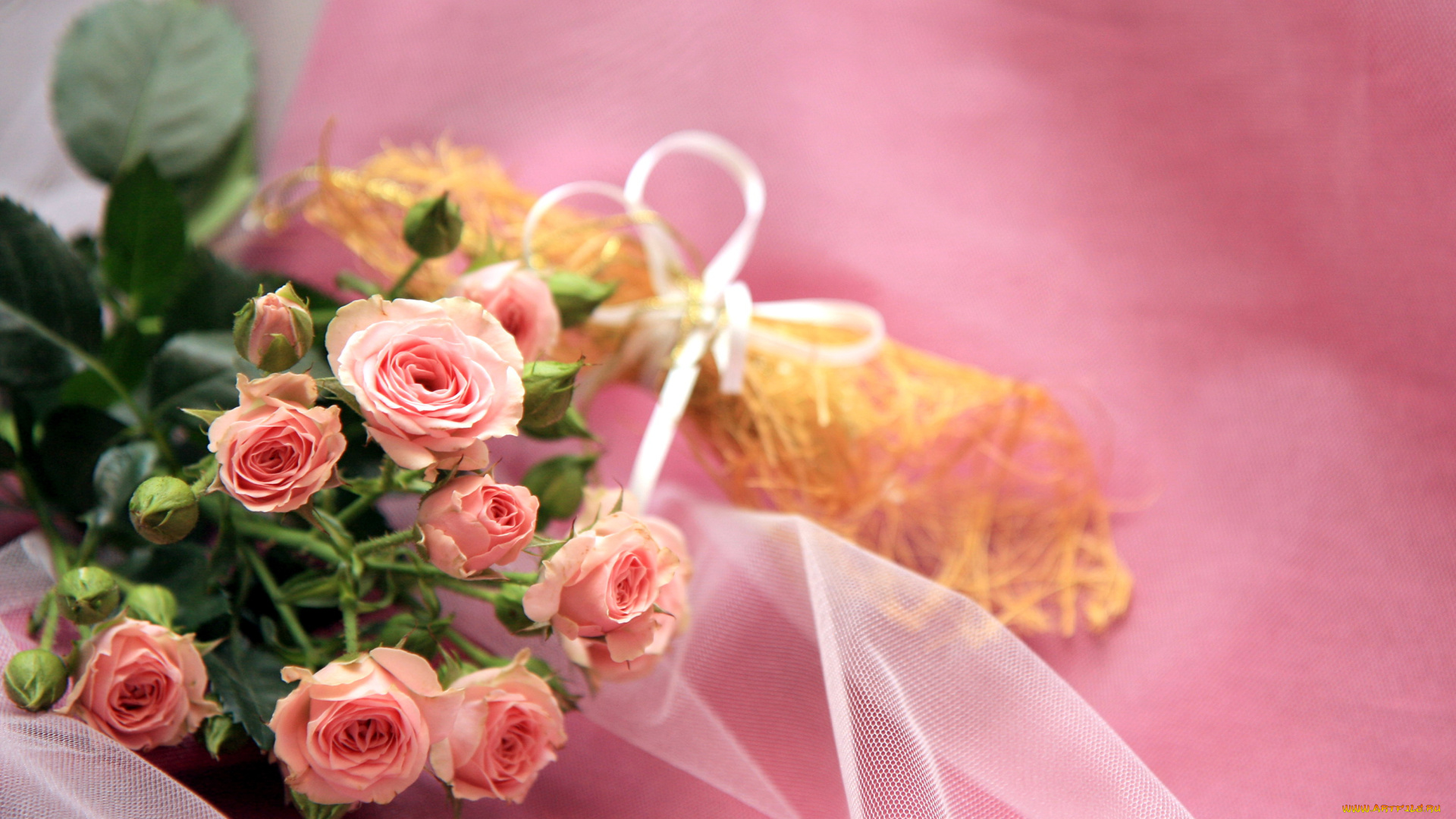 цветы, розы, нежность