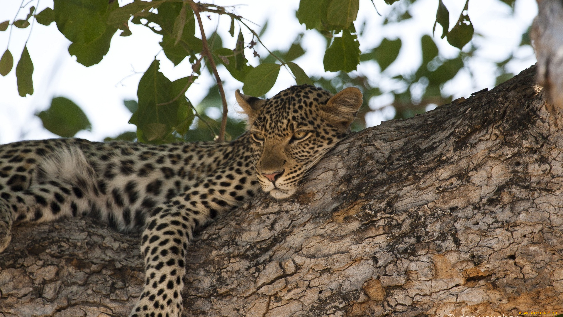 животные, леопарды, леопард, отдых, дерево