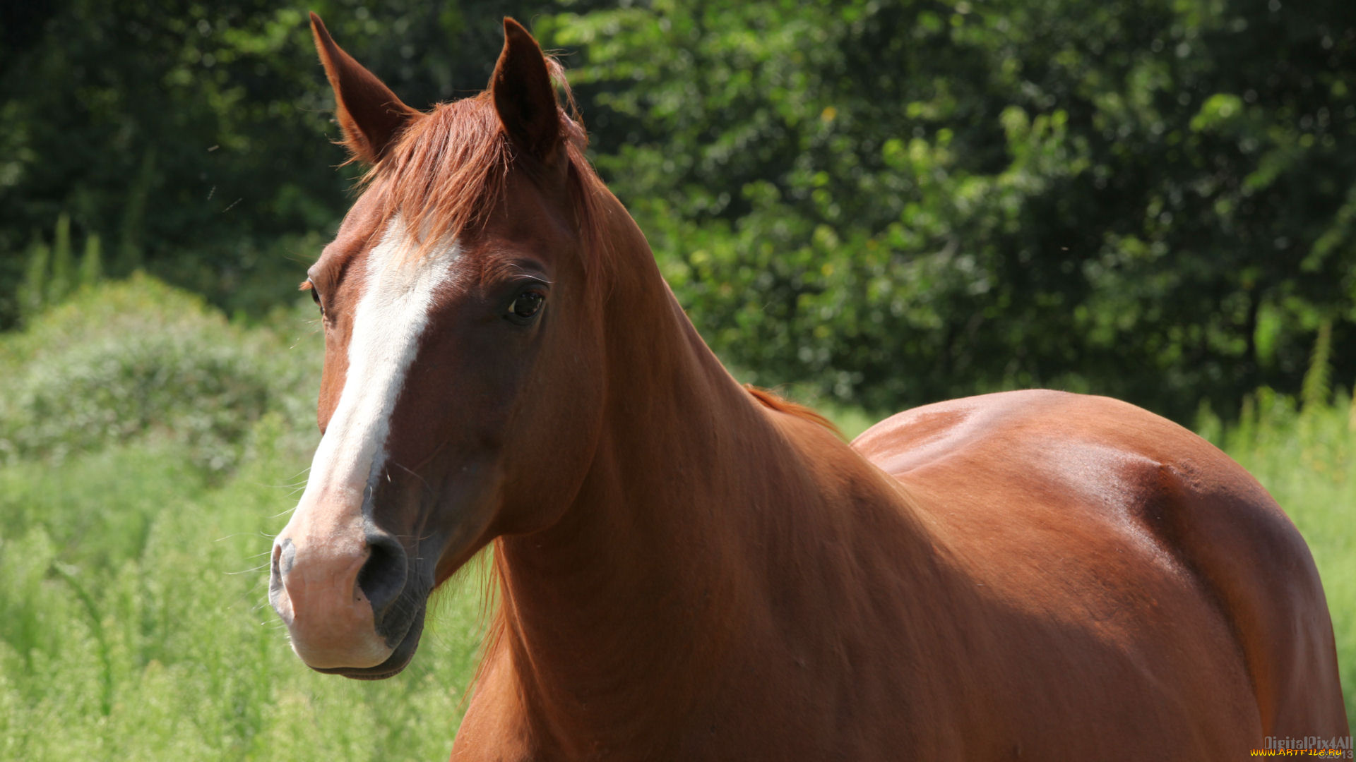 животные, лошади, лошадь