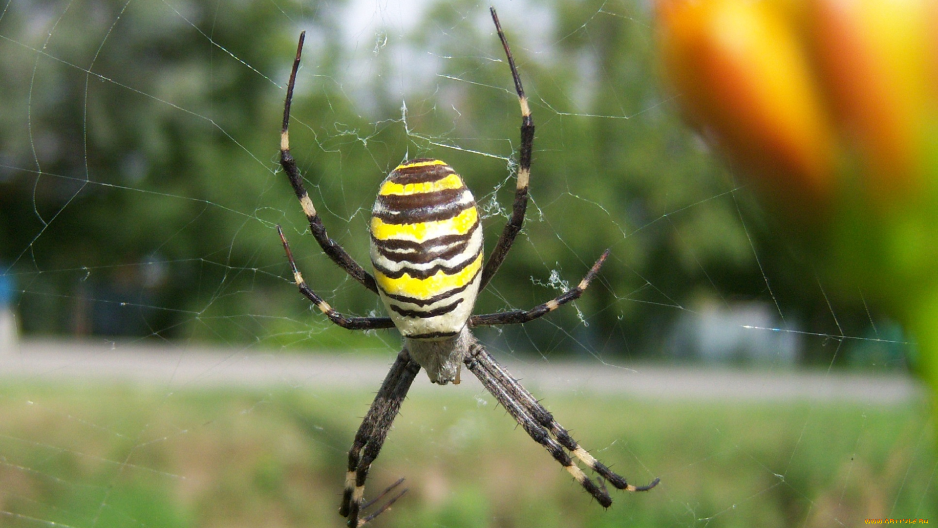 животные, пауки, паук, паутина, полоски