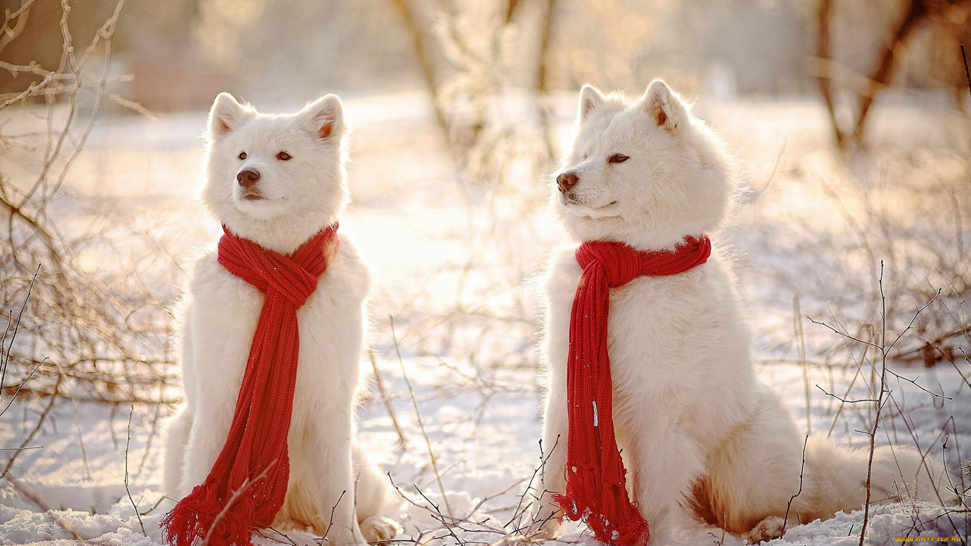 животные, собаки, снег, шарфи