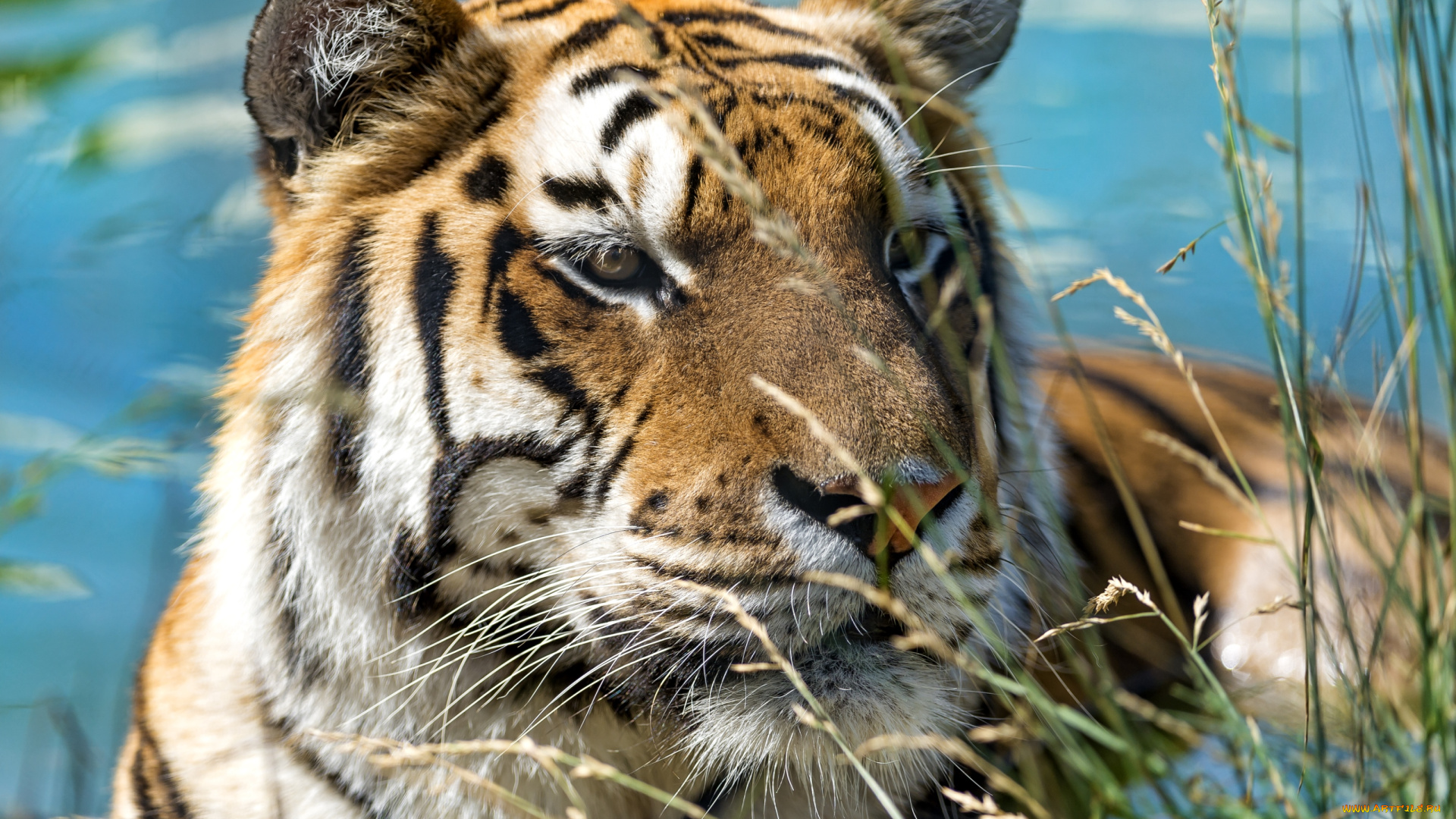 животные, тигры, портрет