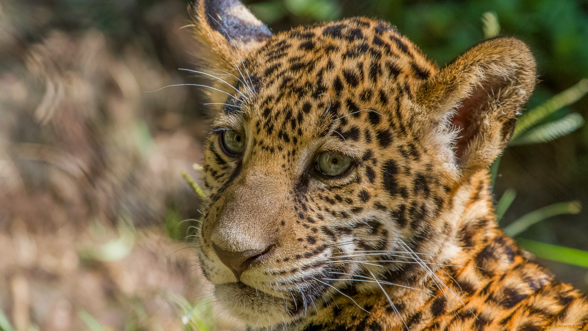 животные, Ягуары, морда, детеныш, ягуар