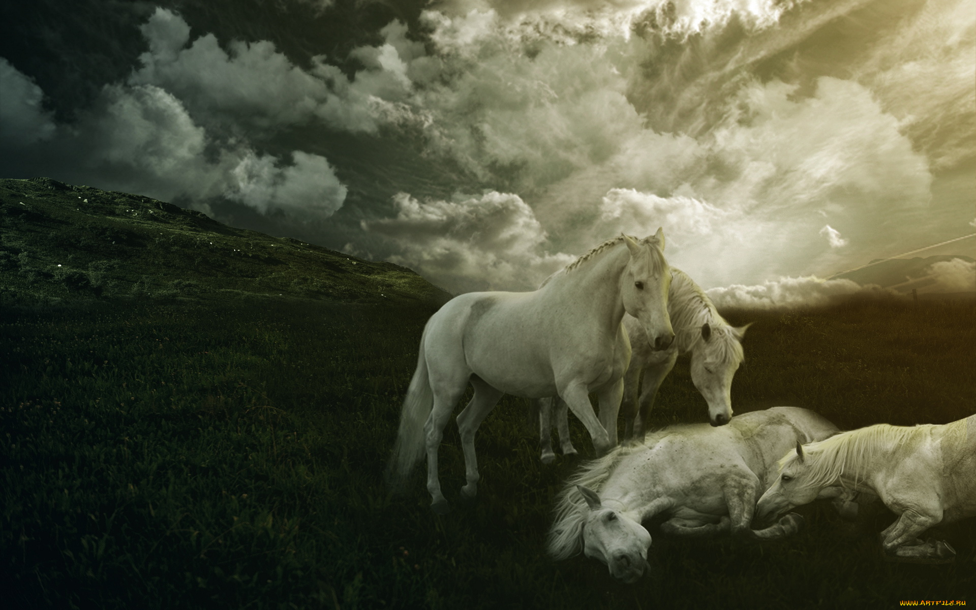 животные, лошади