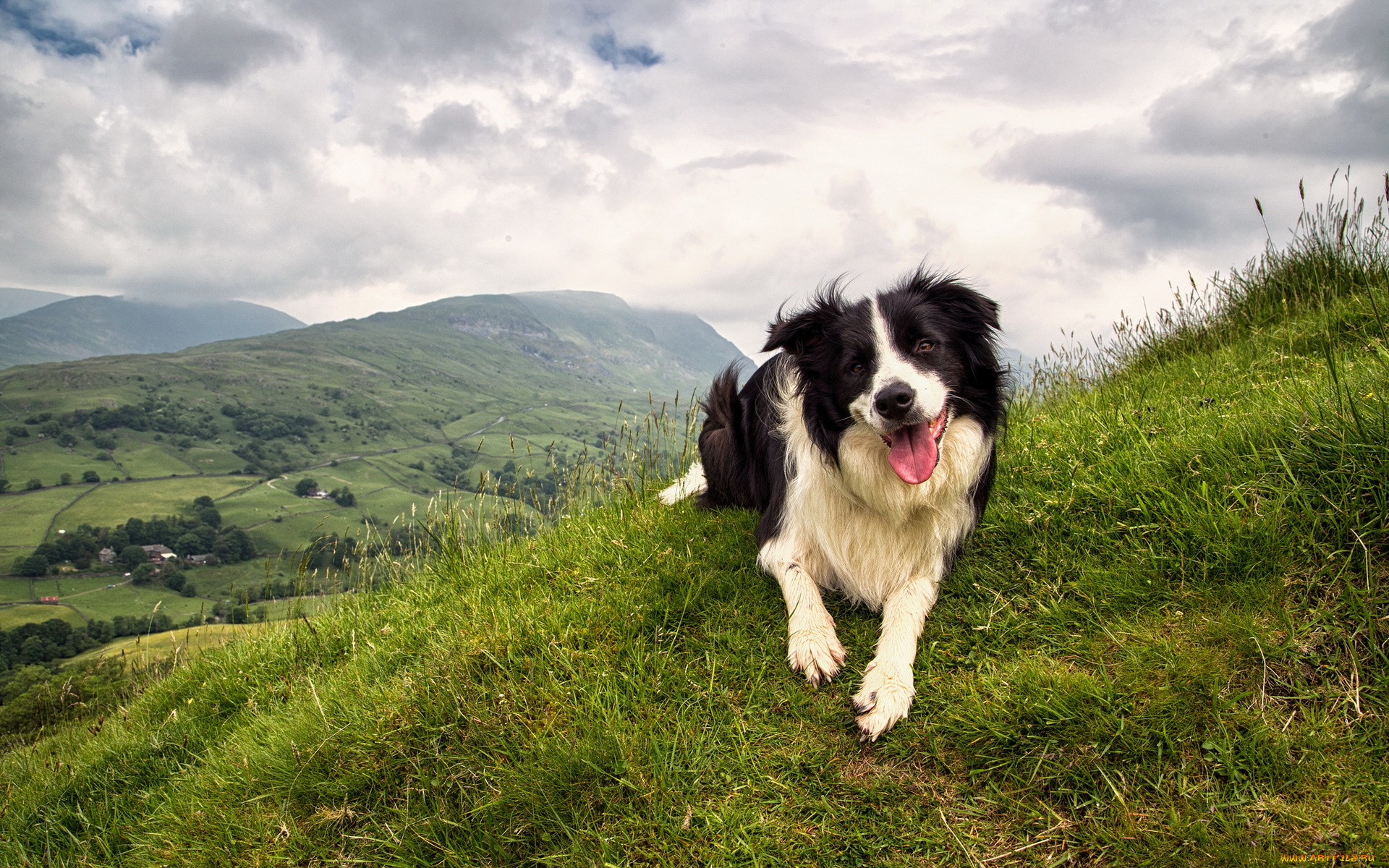 животные, собаки, собака, друг, природа