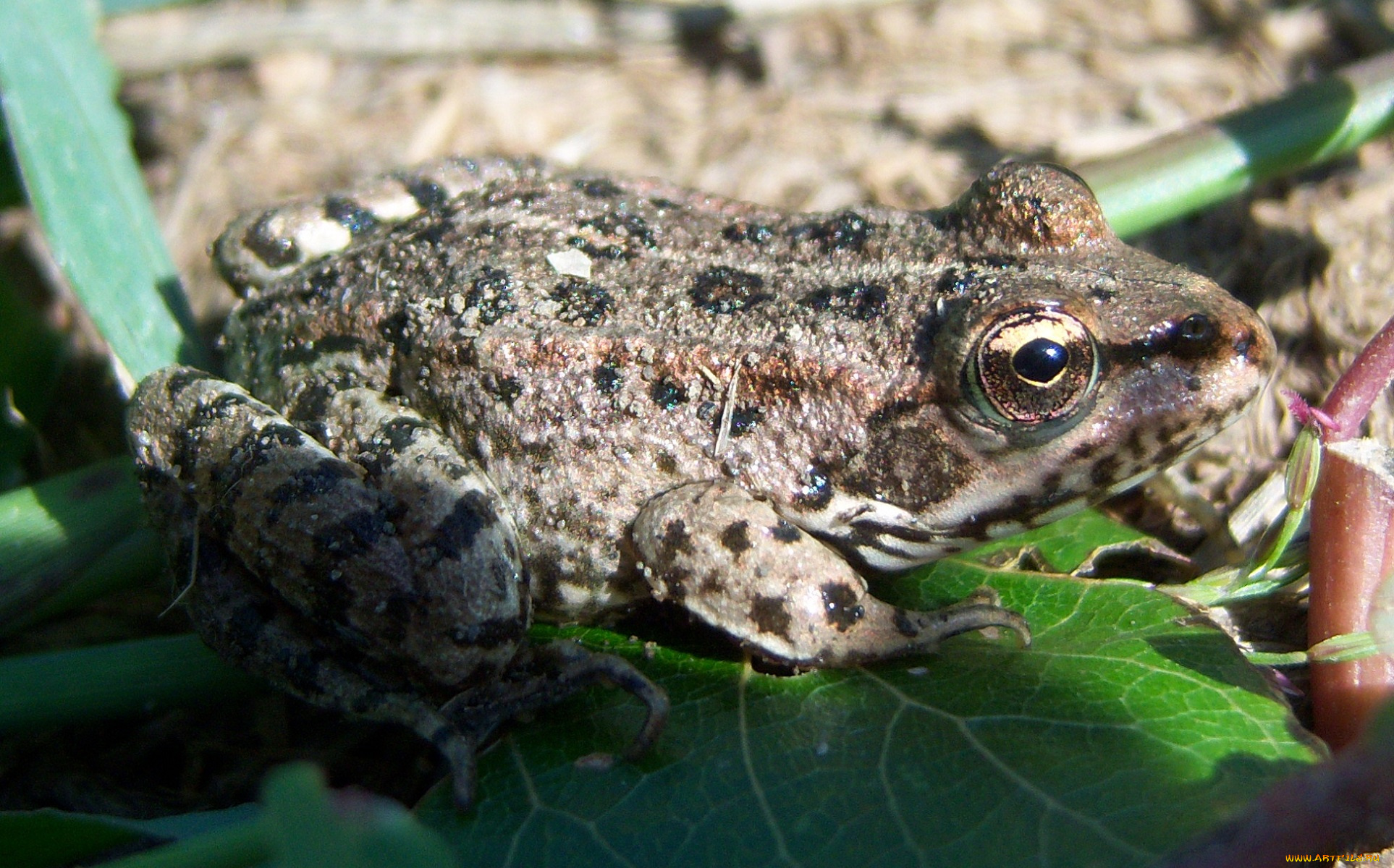 животные, лягушки, трава, лягушка