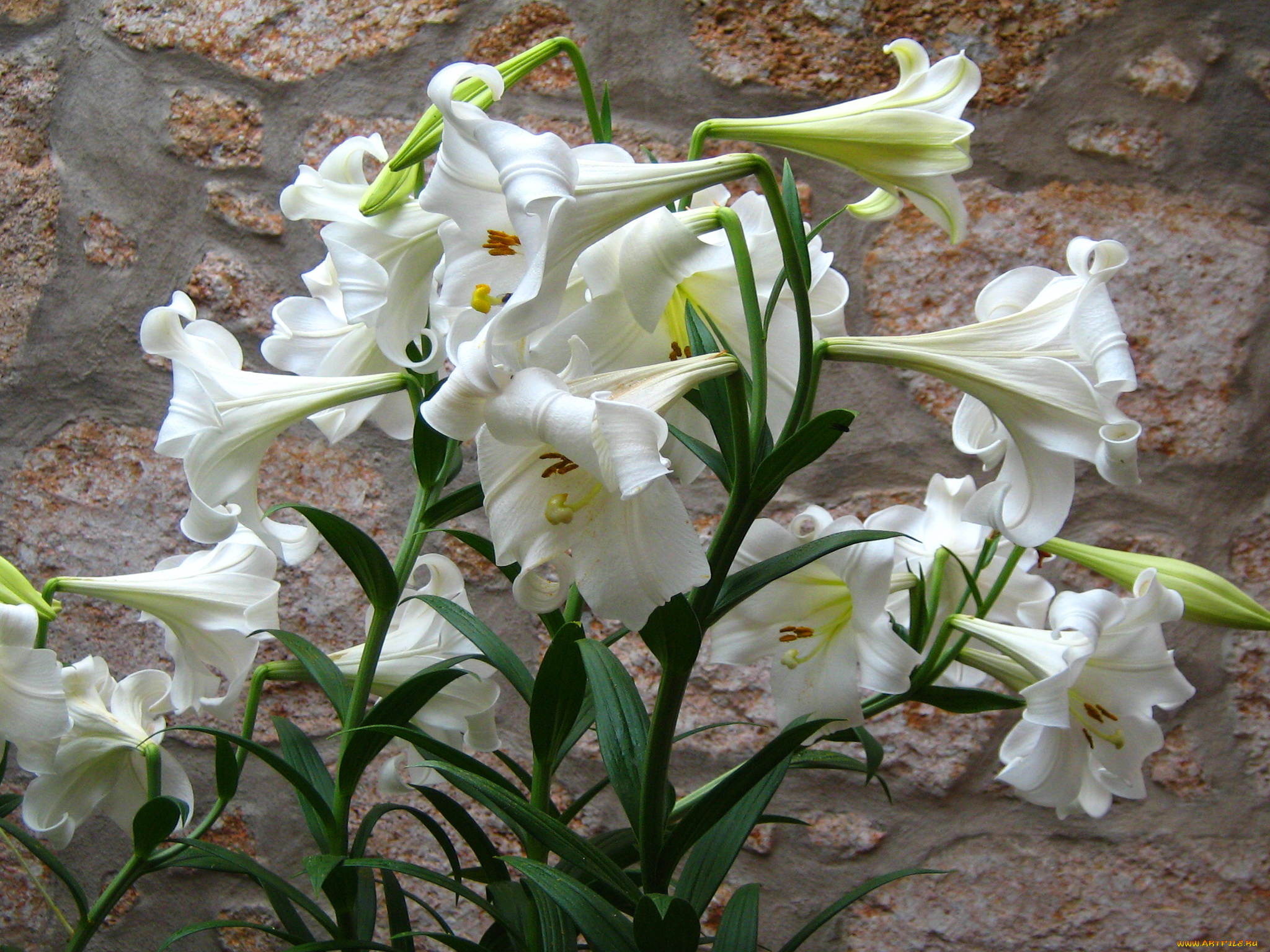 цветы, лилии, , лилейники