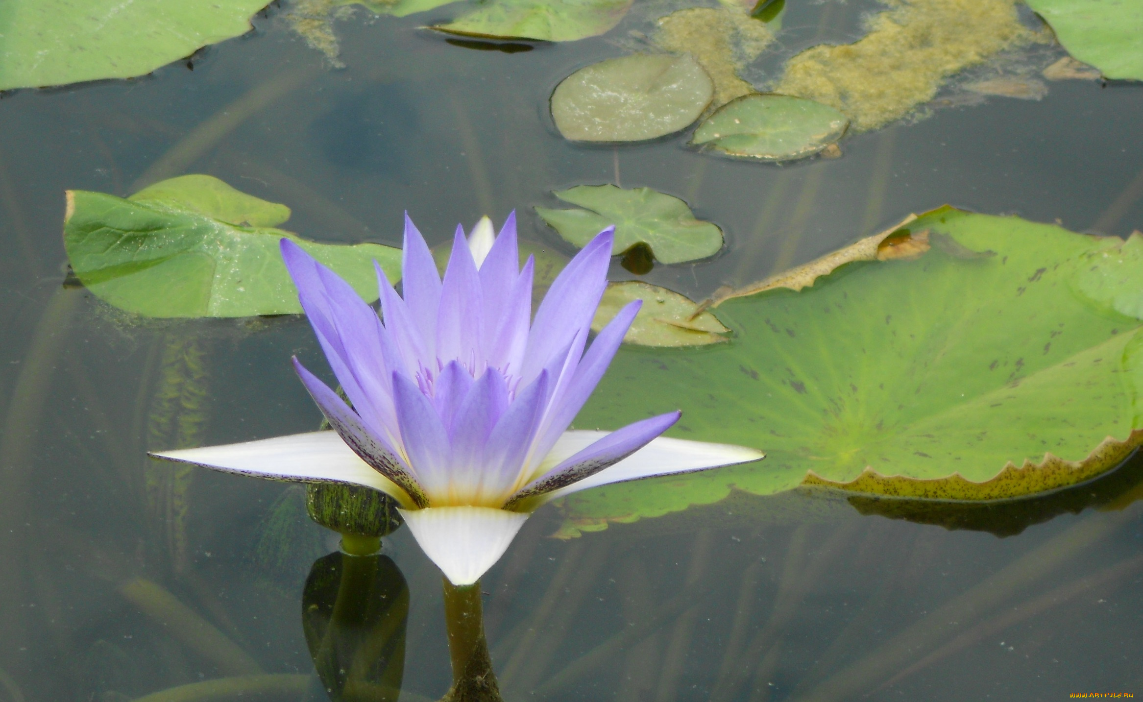 цветы, лилии, водяные, , нимфеи, , кувшинки, лотос