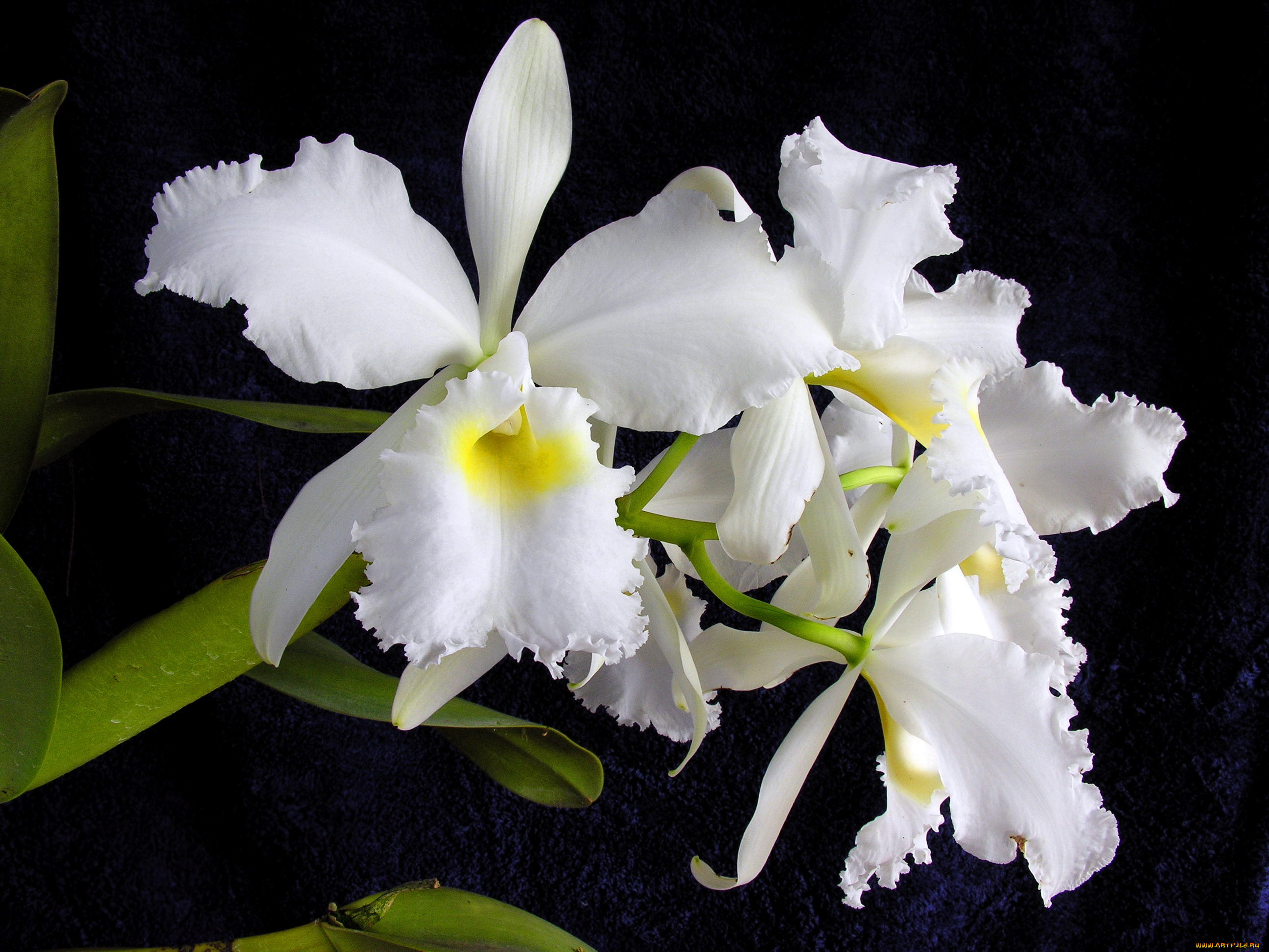 цветы, орхидеи