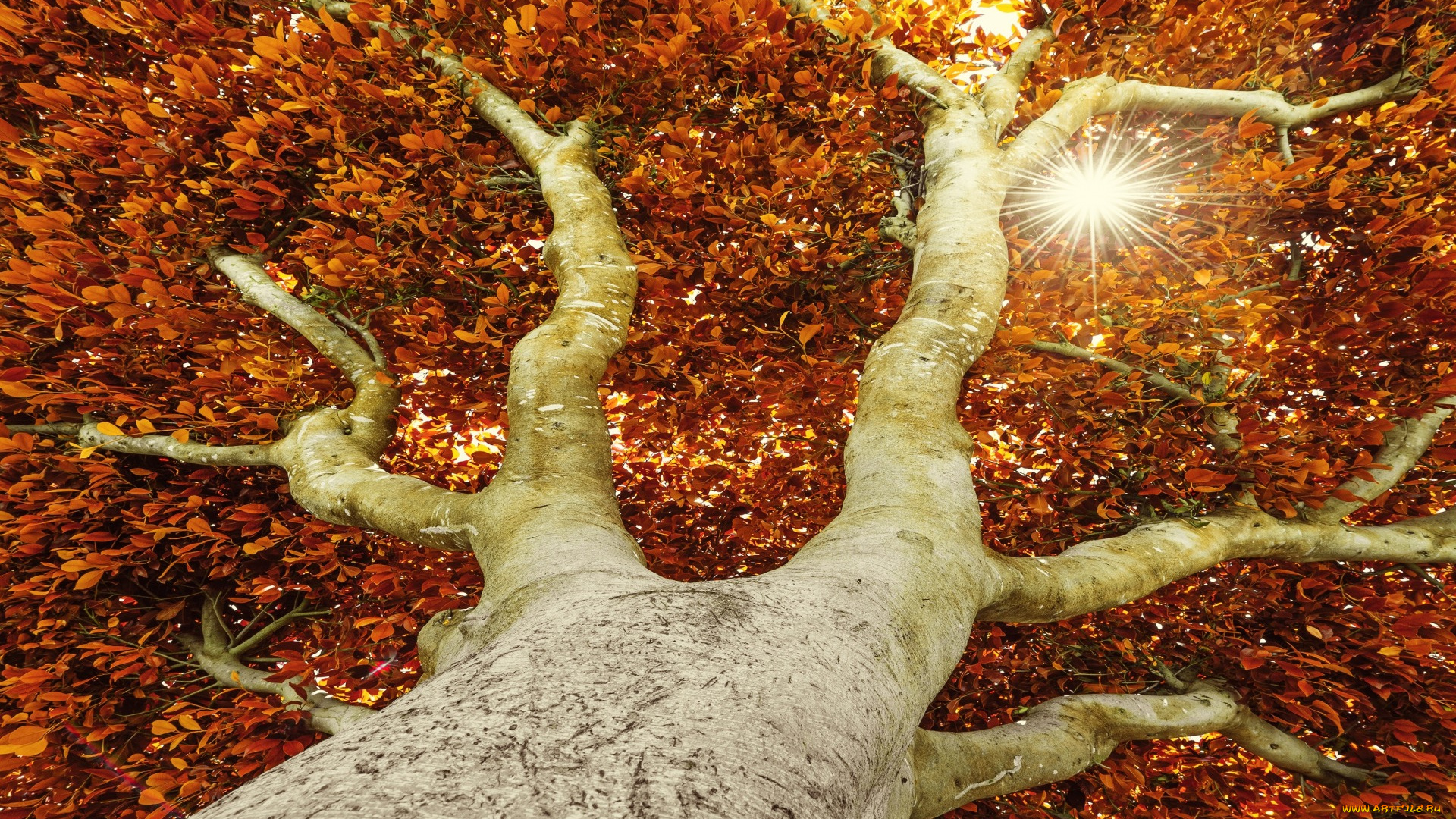 природа, деревья, дерево, осень, солнце, листья