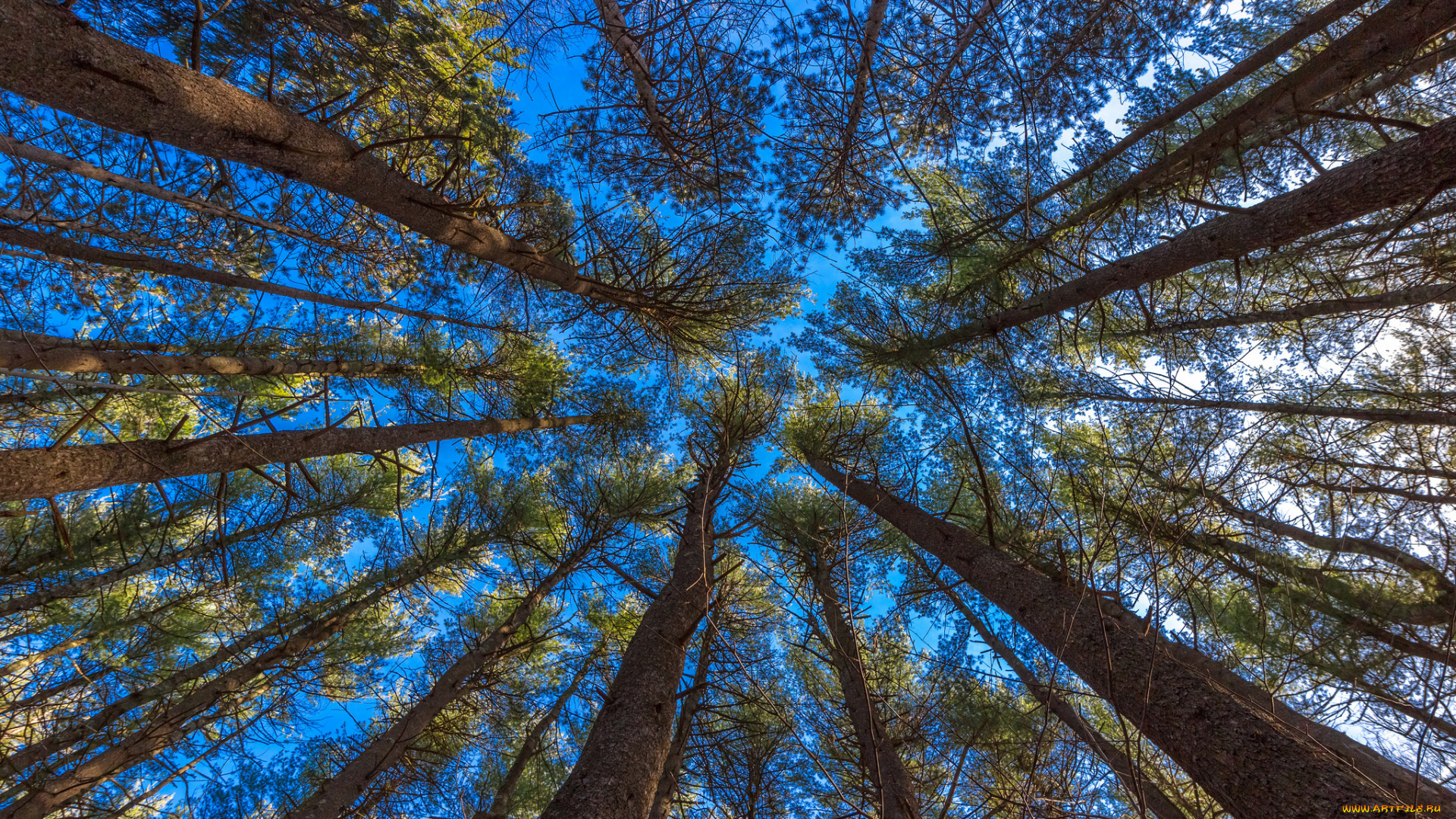 природа, деревья, ветки, стволы, небо, лес, кроны